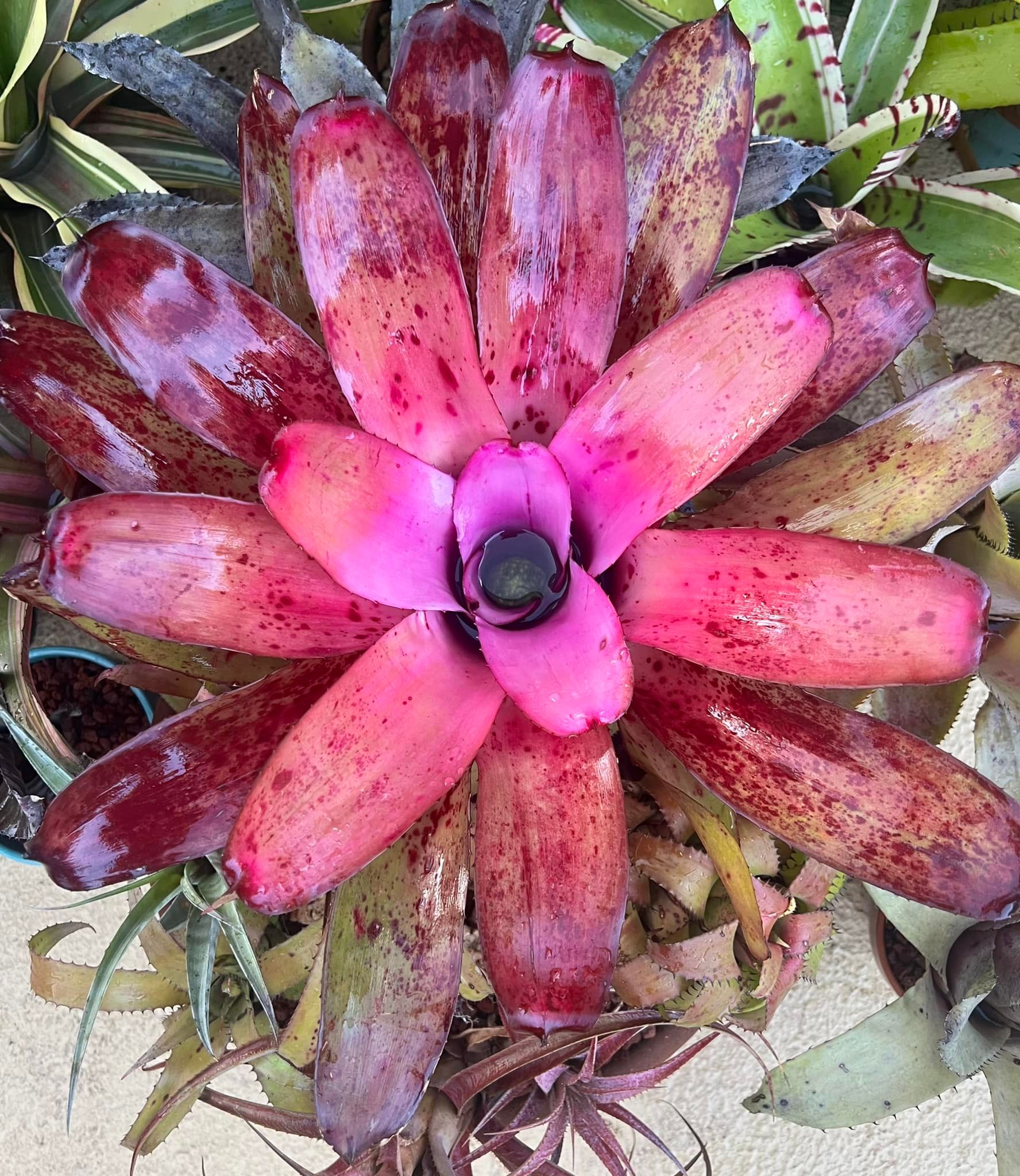 Shiigi's Vriesea Kilauea Dragon ,more color every day.