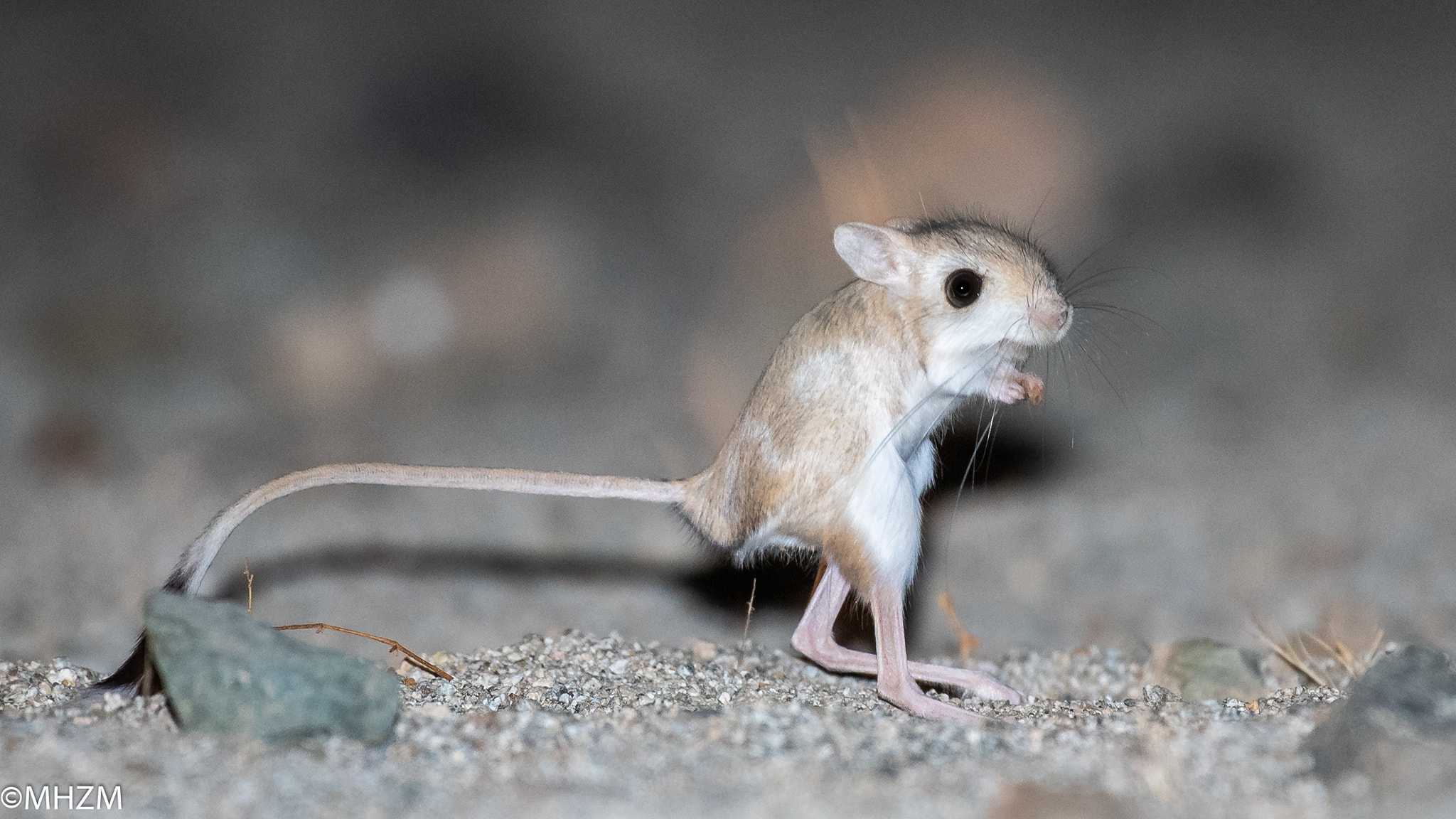 Jerboa - Jerboas know how to flirt 😍