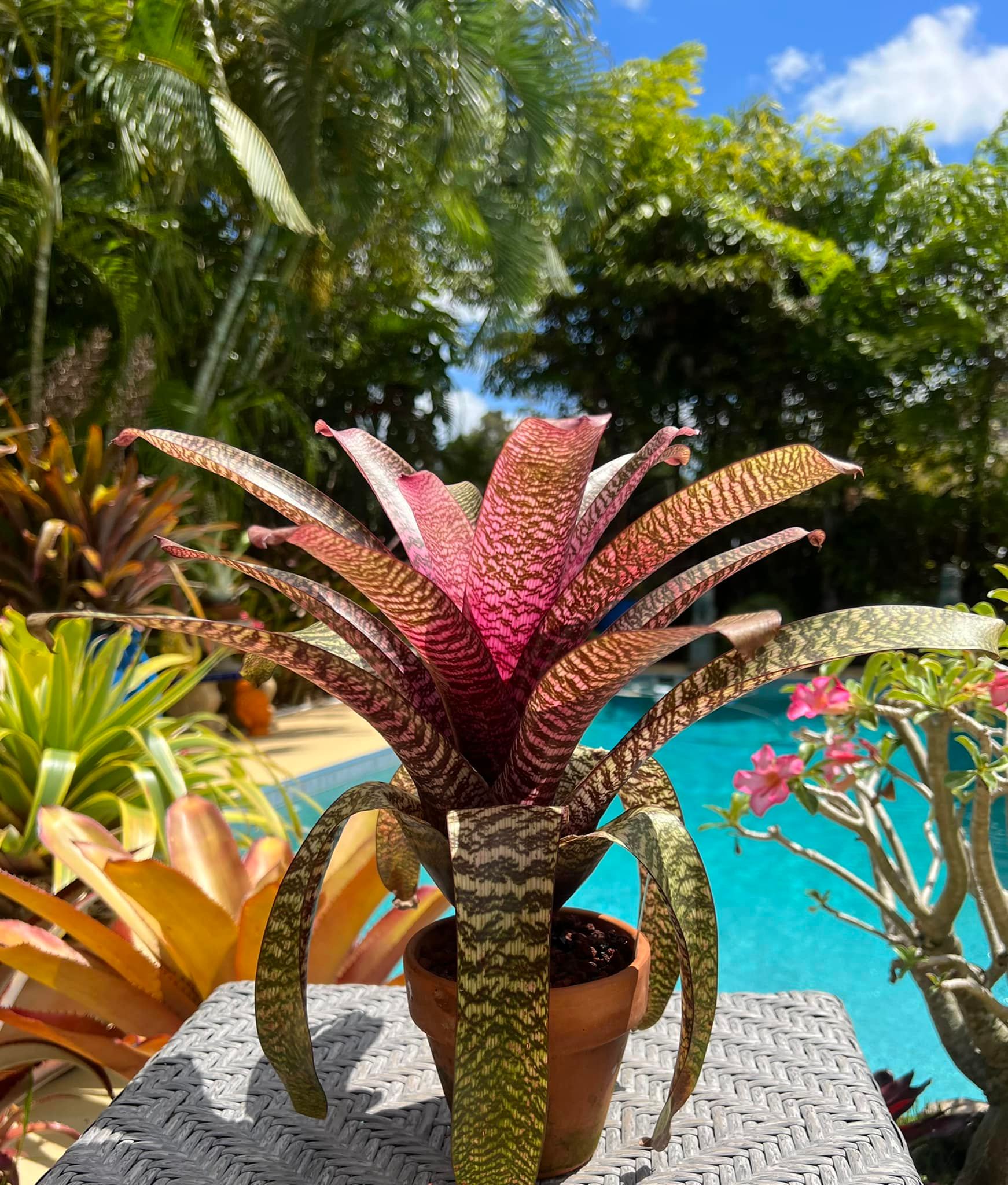 Shiigi's Vriesea Kilauea Dragon ,more color every day.