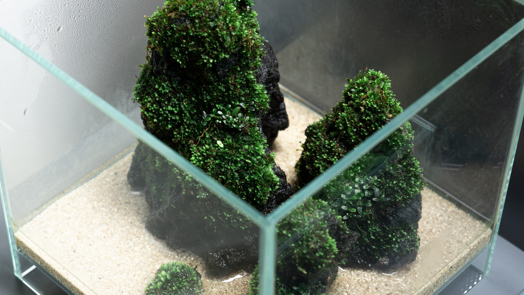 Dooa Neo Glass Air 20x20x20 cm ADA Unzan Stone & Mini Fissiden moss