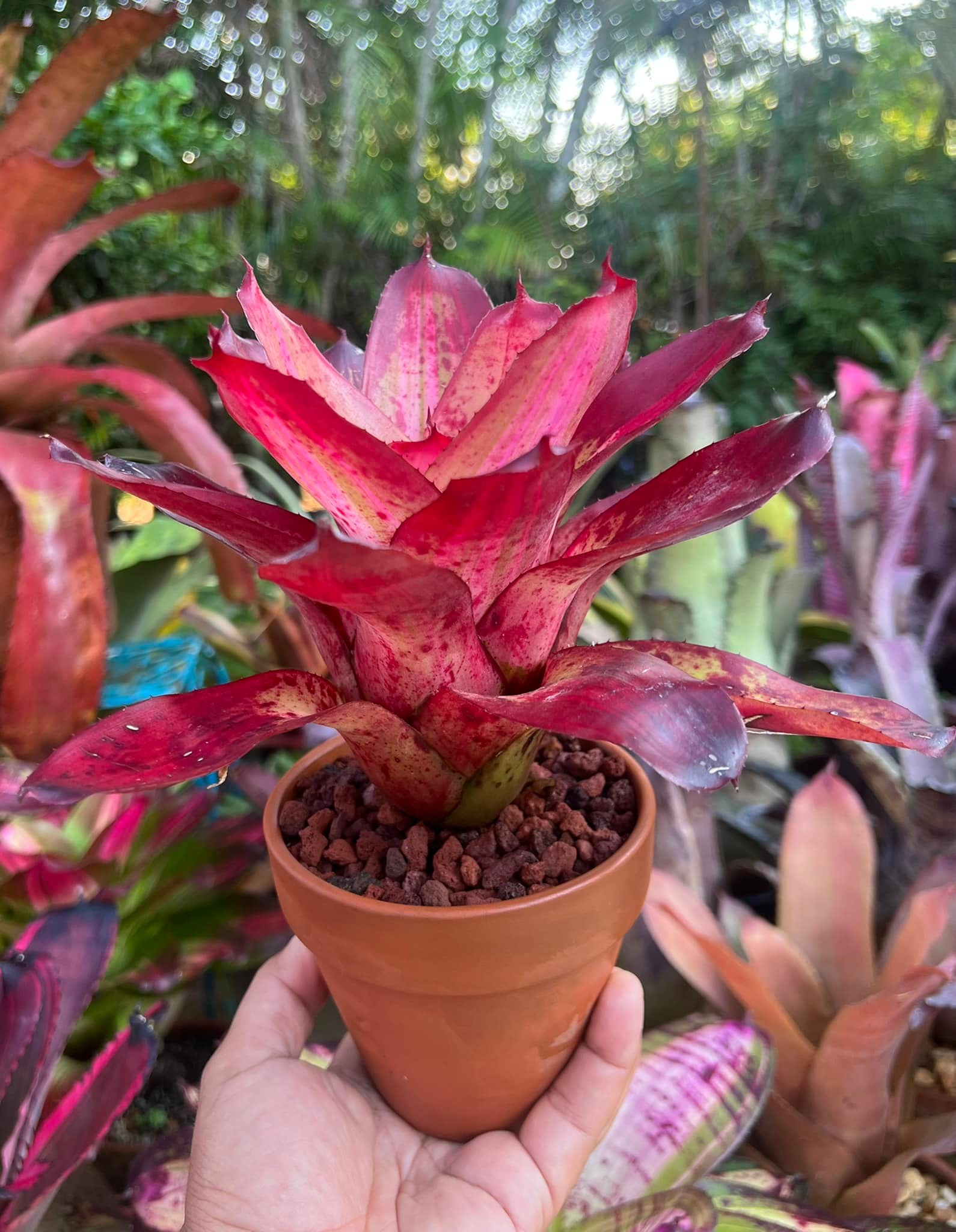 Quesnelia marmorata 'Rafael Oliveira' bromeliad plant