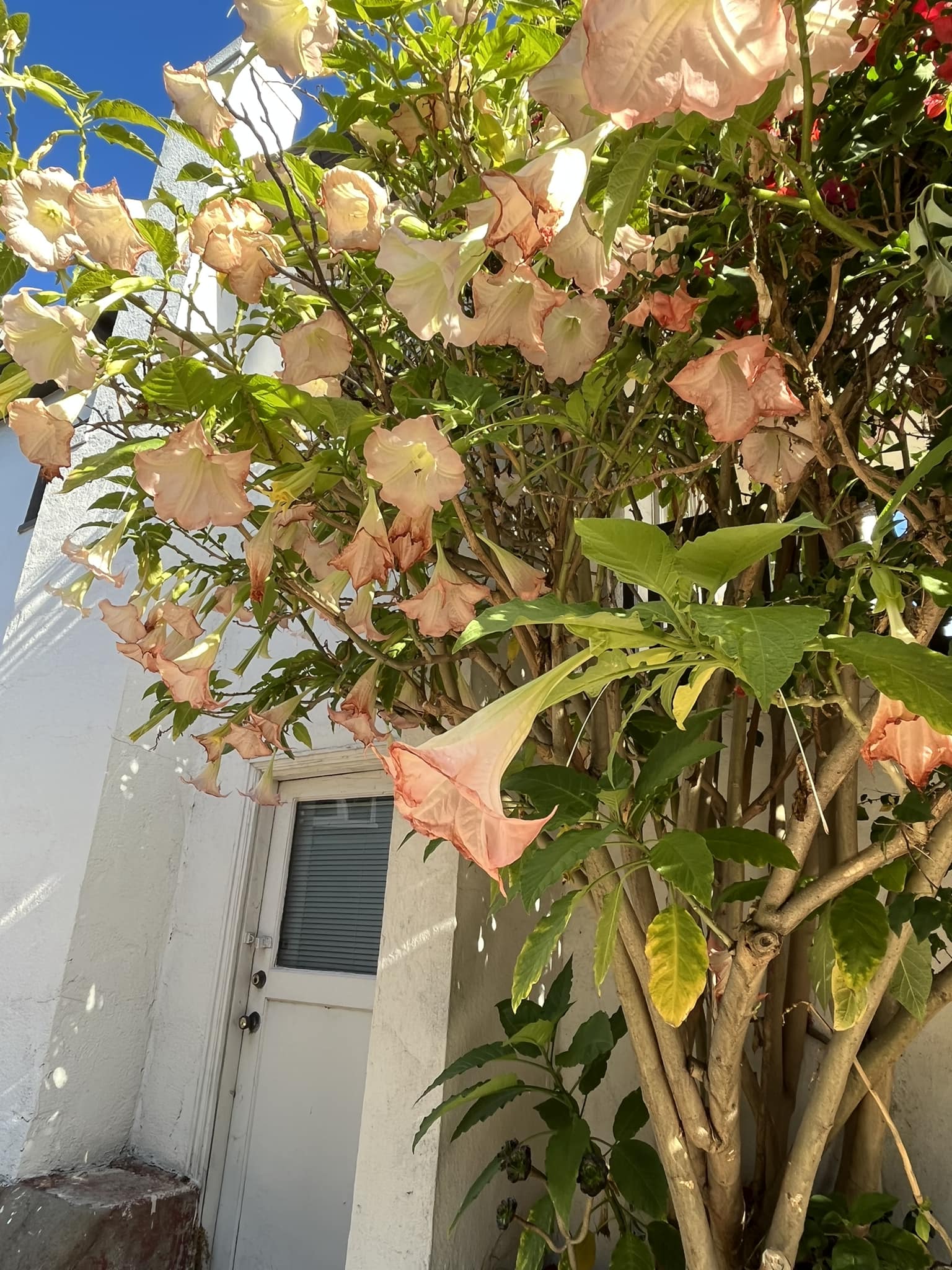 What is the poisonous but beautiful plant?