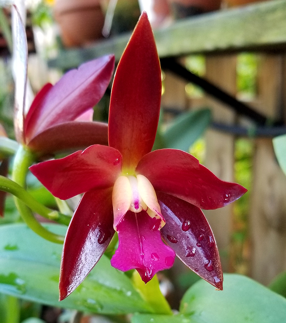 Rhyncattleanthe Golden Chieftain - Akuki (C. Chocolate Drop × Rlc