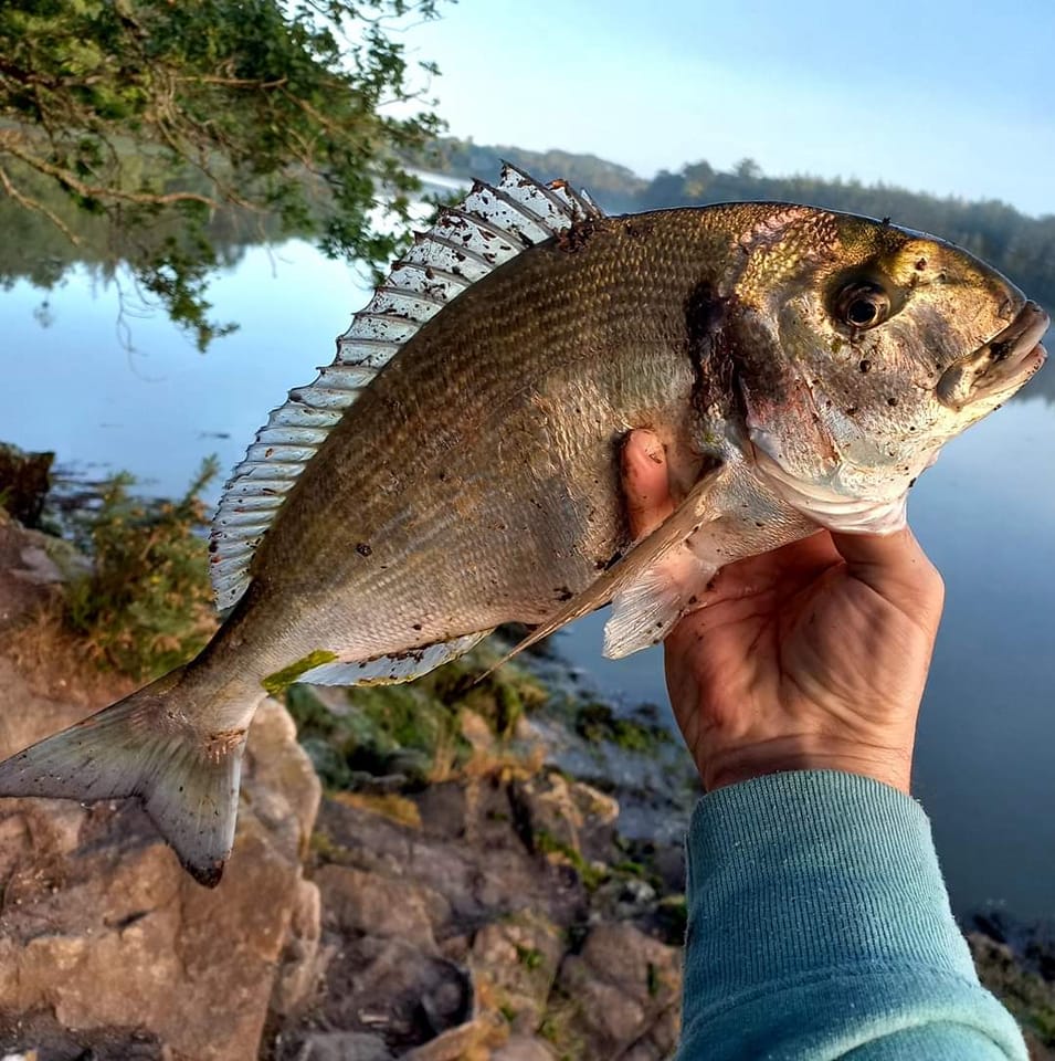 Pêche a la dorade | Des pêcheurs du côté de Frontignan sont sortis ce ...