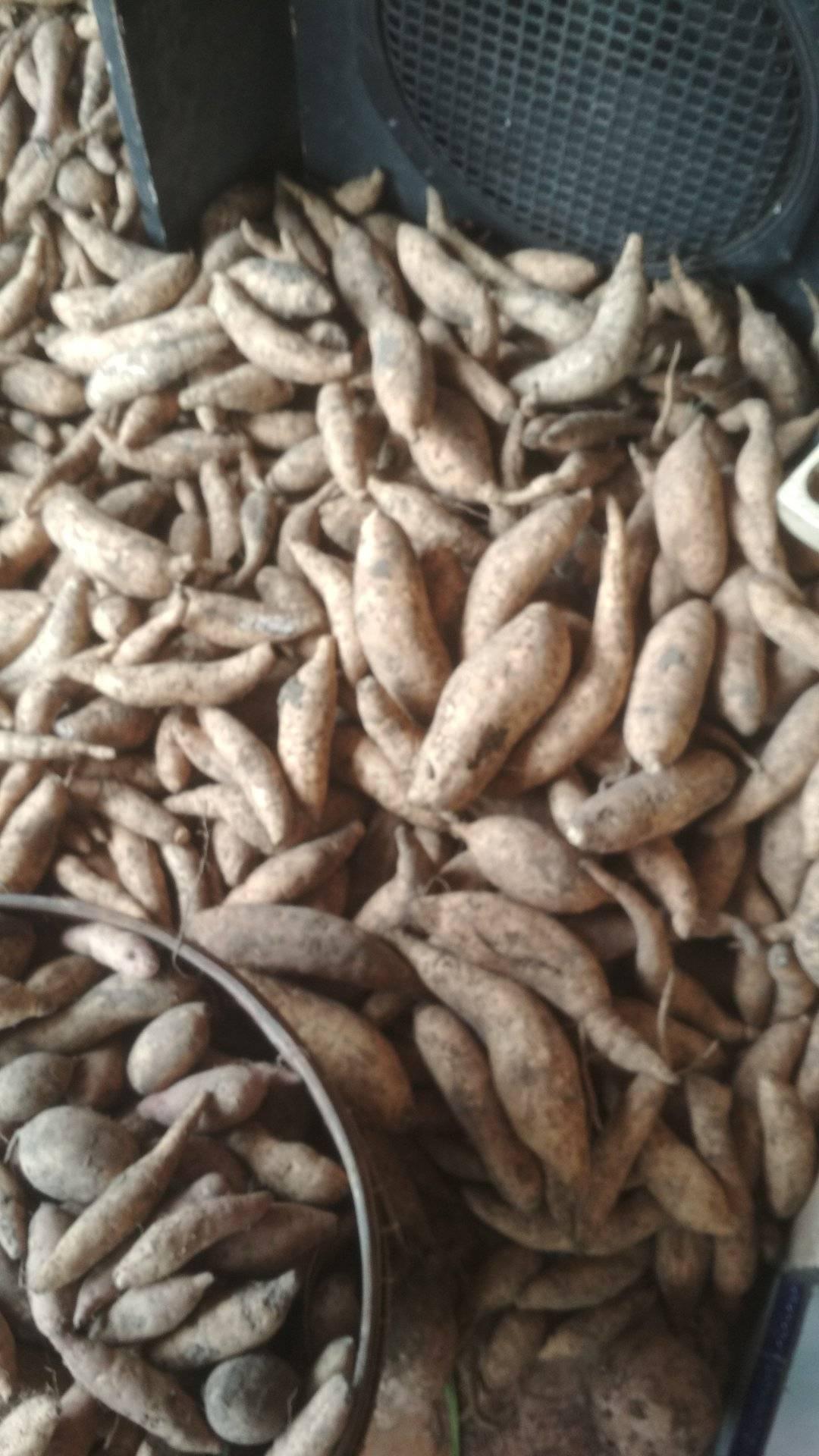 Jual beli ubi jalar/rambak Area Kediri Blitar Nganjuk Tulungagung ...