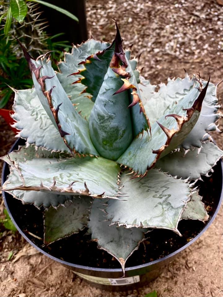 Agave utahensis eborispina x titanota 'Black and Blue'