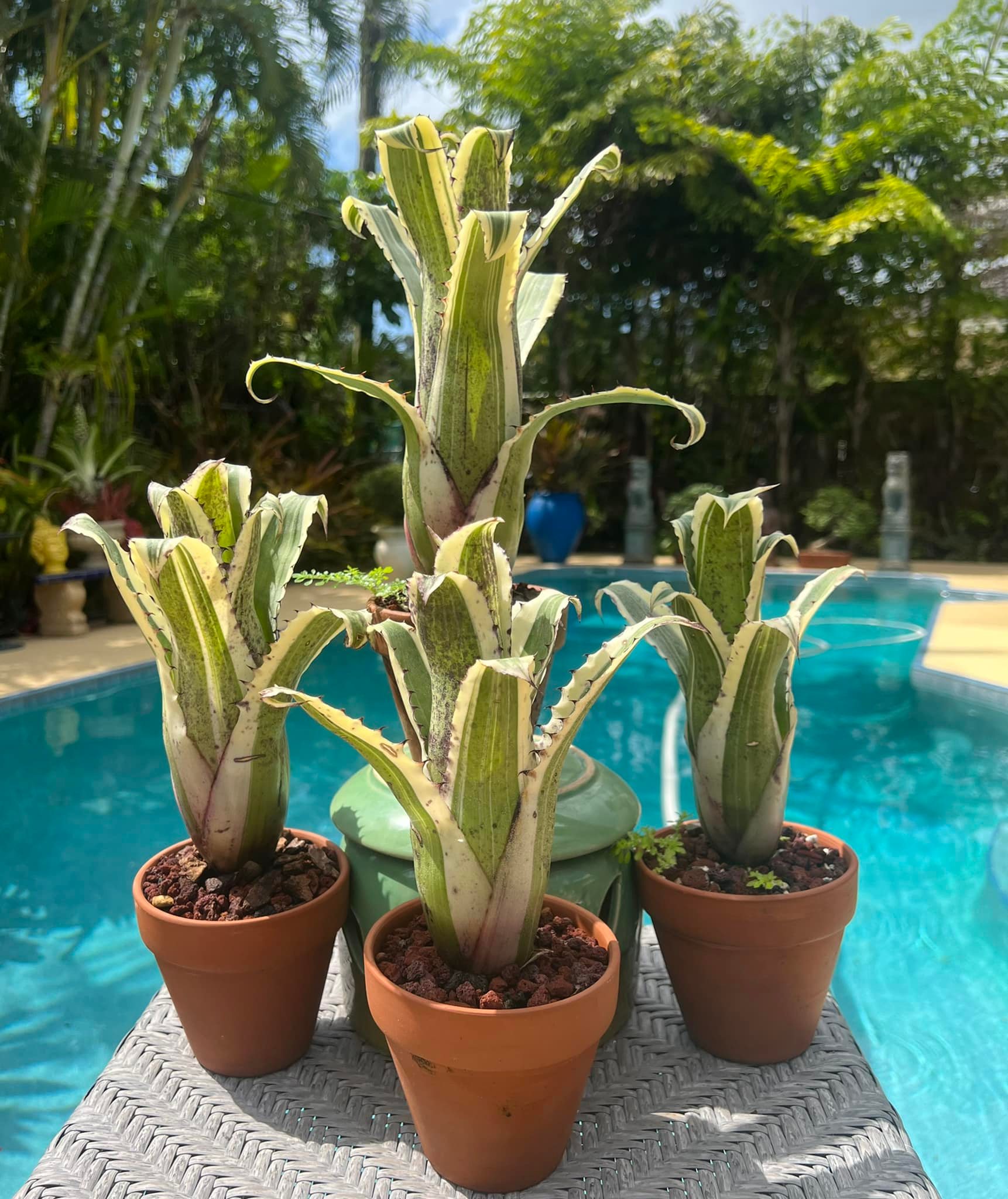 One of my favorites 'Hohenbergia Karla'
