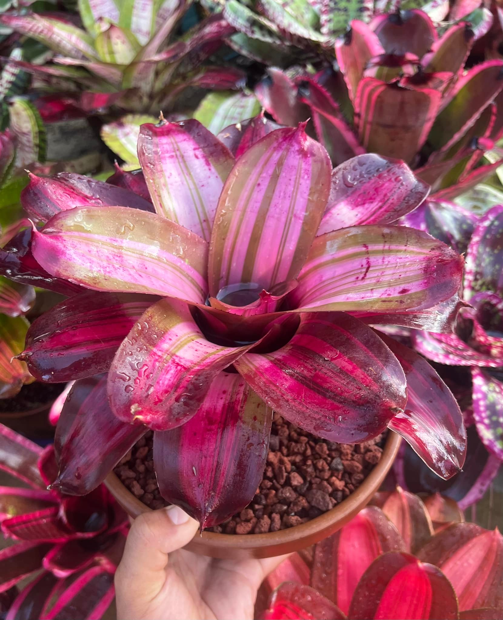 Neoregelia 'Gizmo' (C. Skotak)