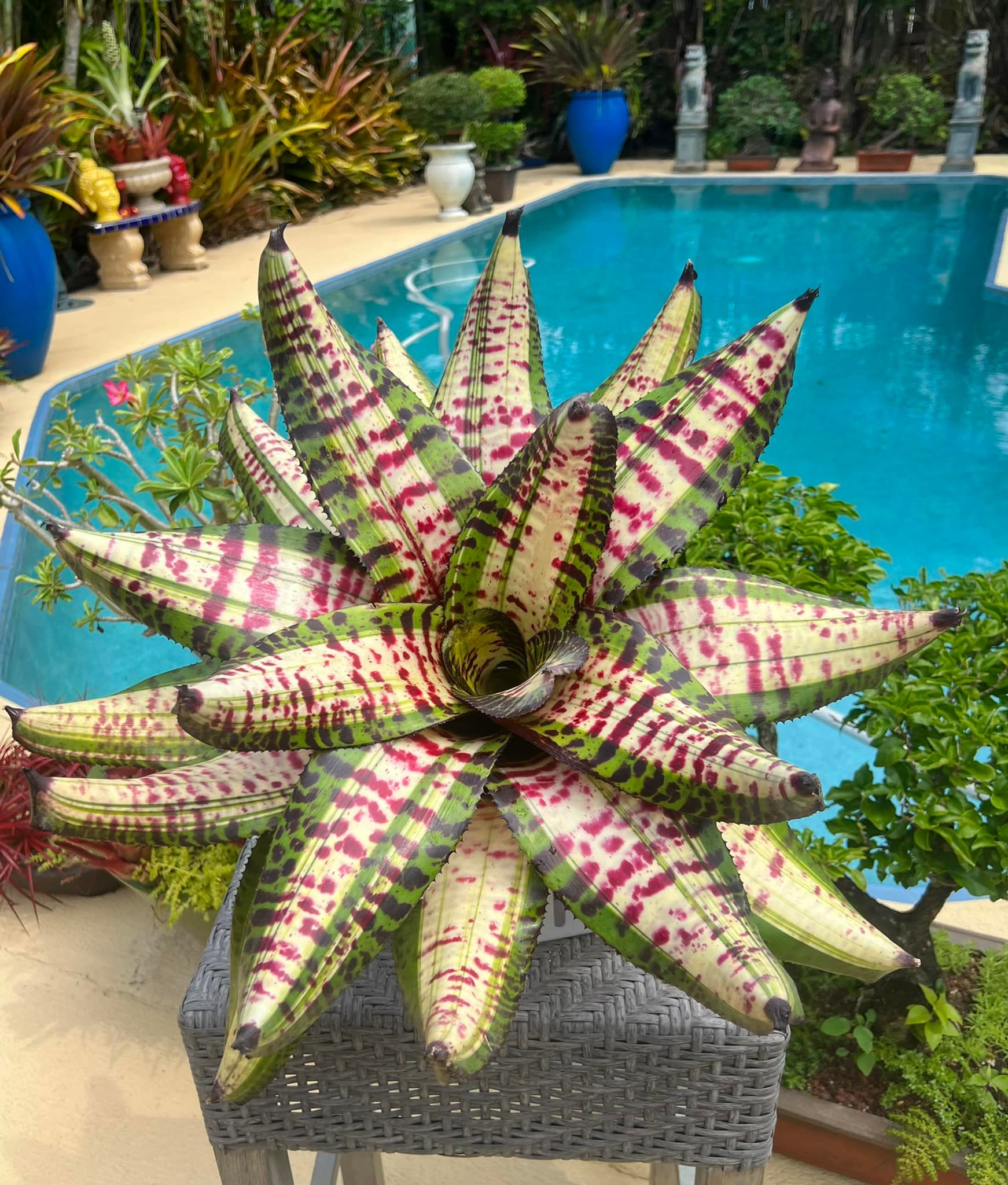 Neoregelia 'Just Lynn x Snake Charmer