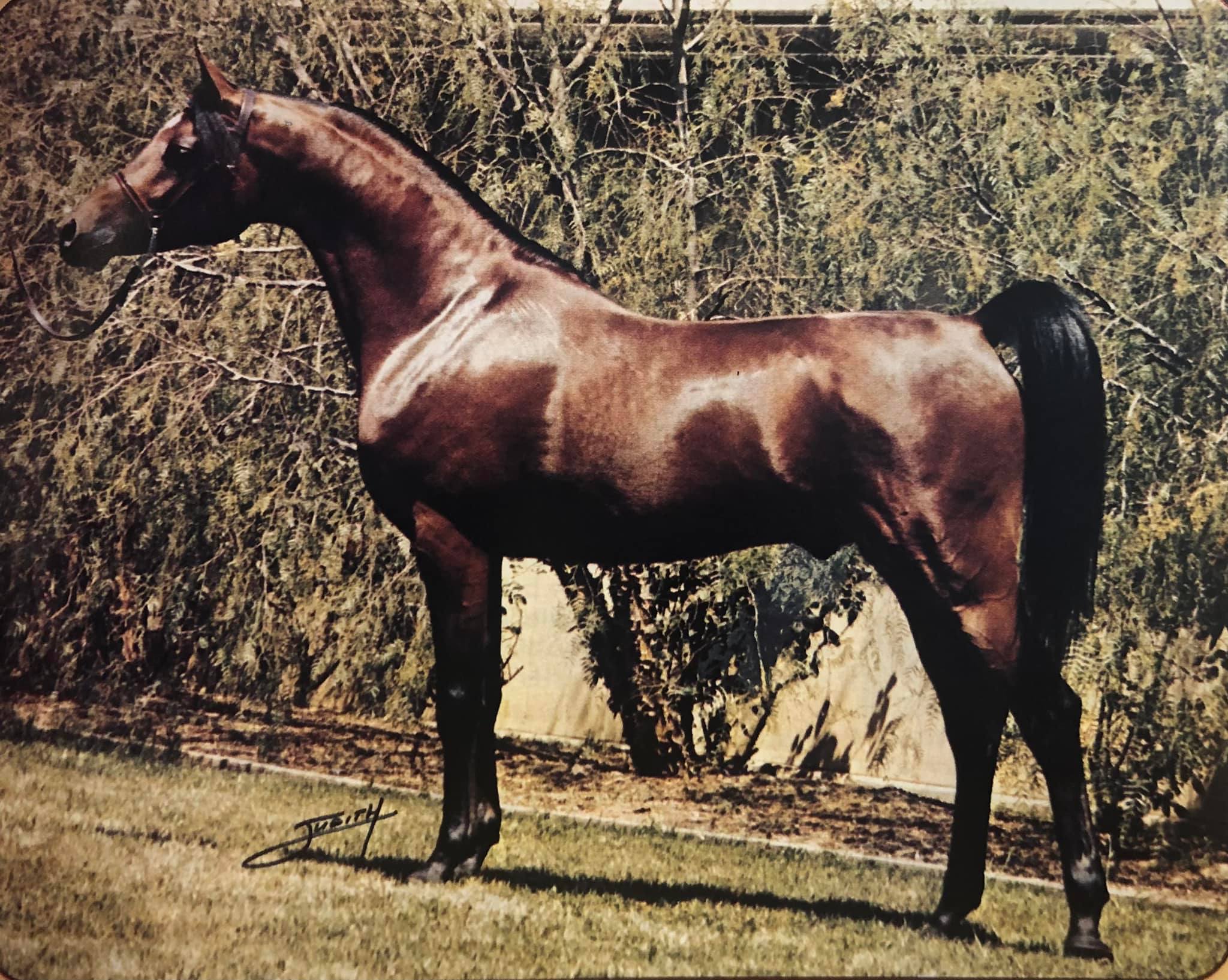 Canadian Arabian horse pedigree information
