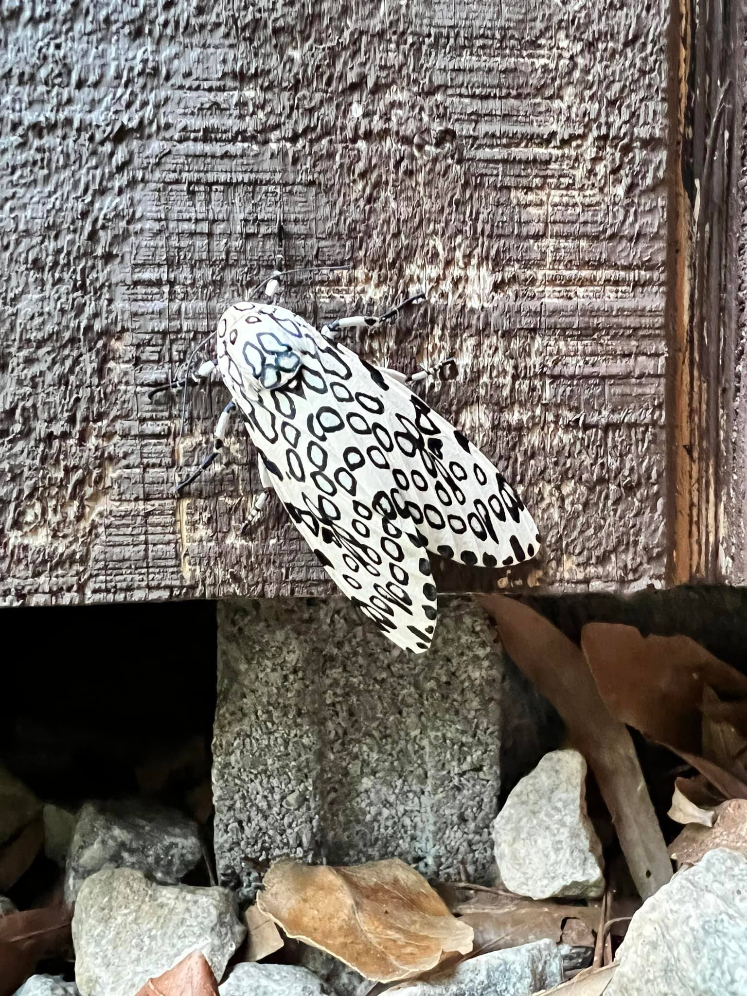 What is this two-inch long moth species in Alexandria?
