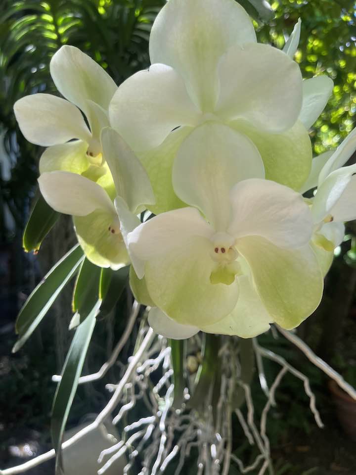 Vanda Kultana Gold x Vanda Charles. Goodfellow