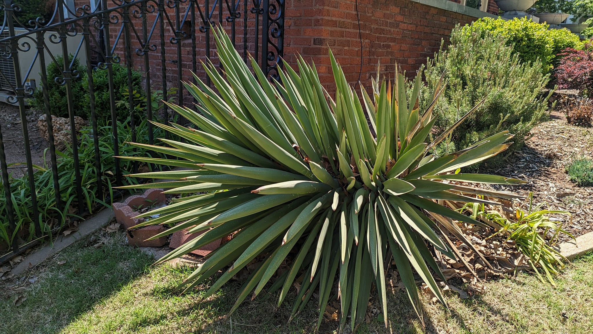 Free yucca plant in Oklahoma City