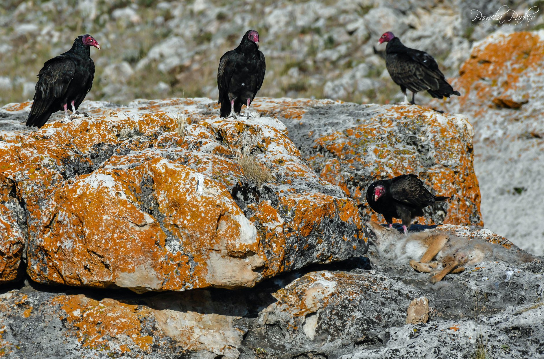 Turkey vultures (Cathartes aura) help characterize the arid 