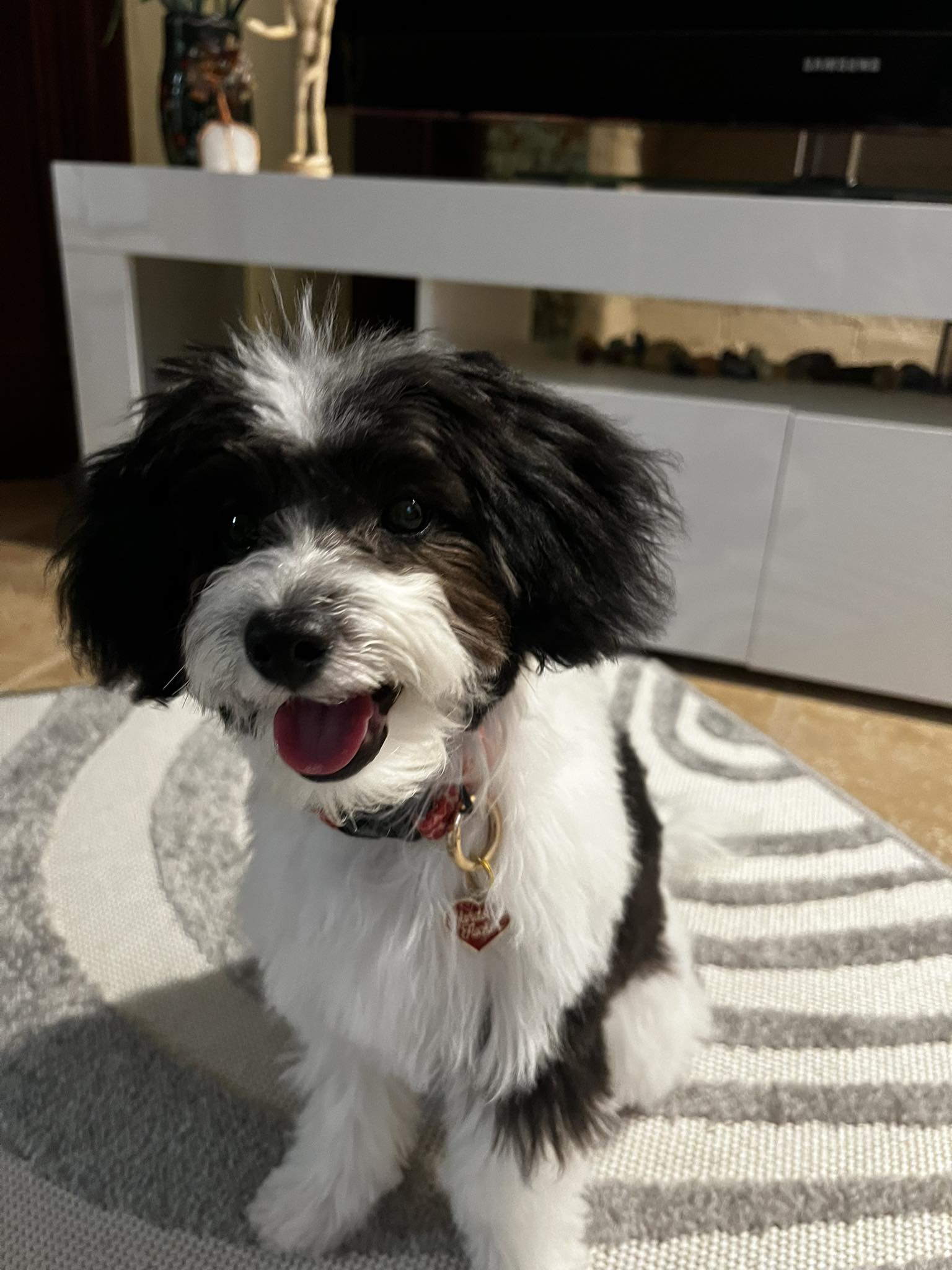 Papipoo full groom pictures needed?