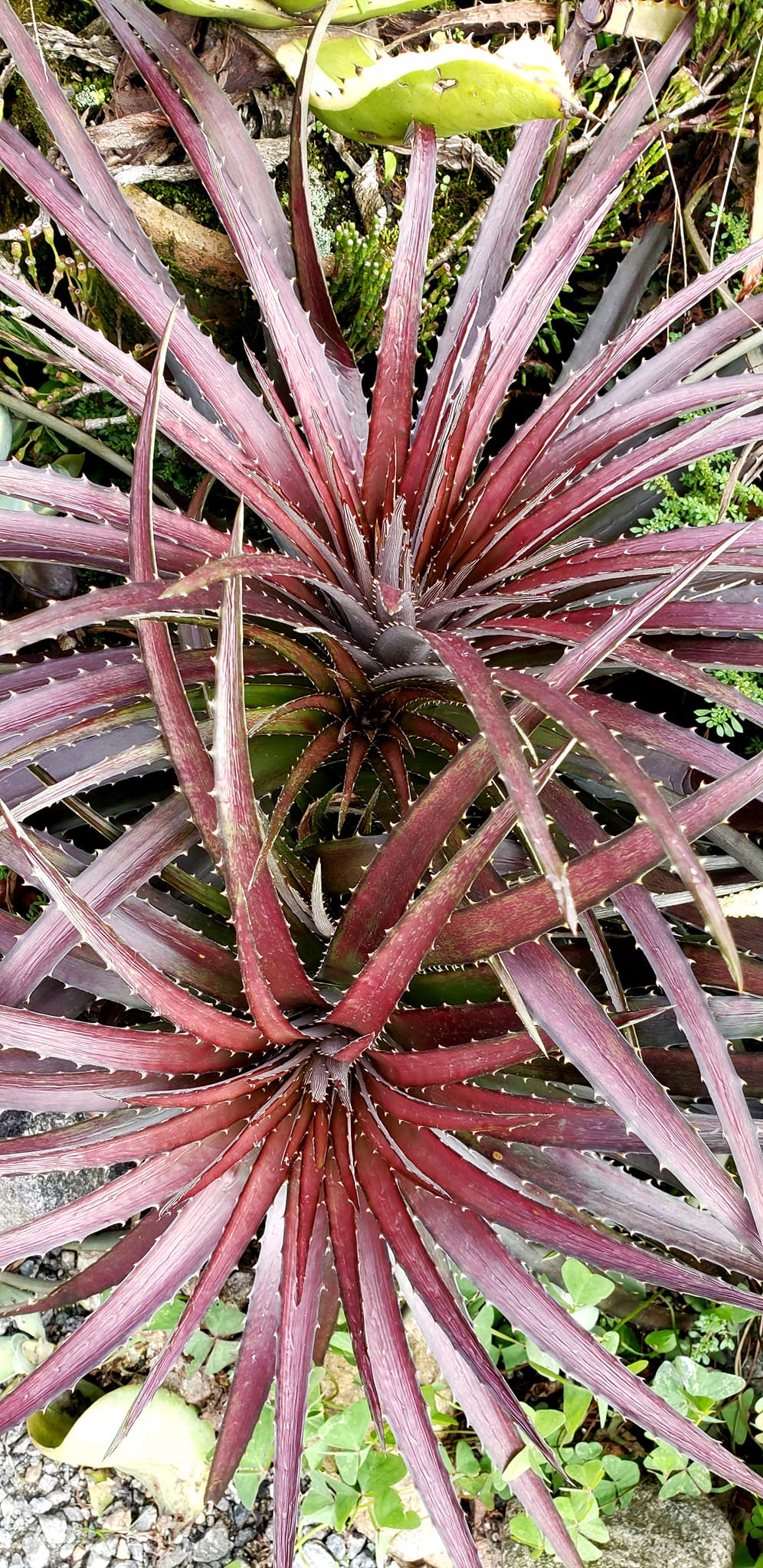 Dyckia goehringii comes in green and red varieties too