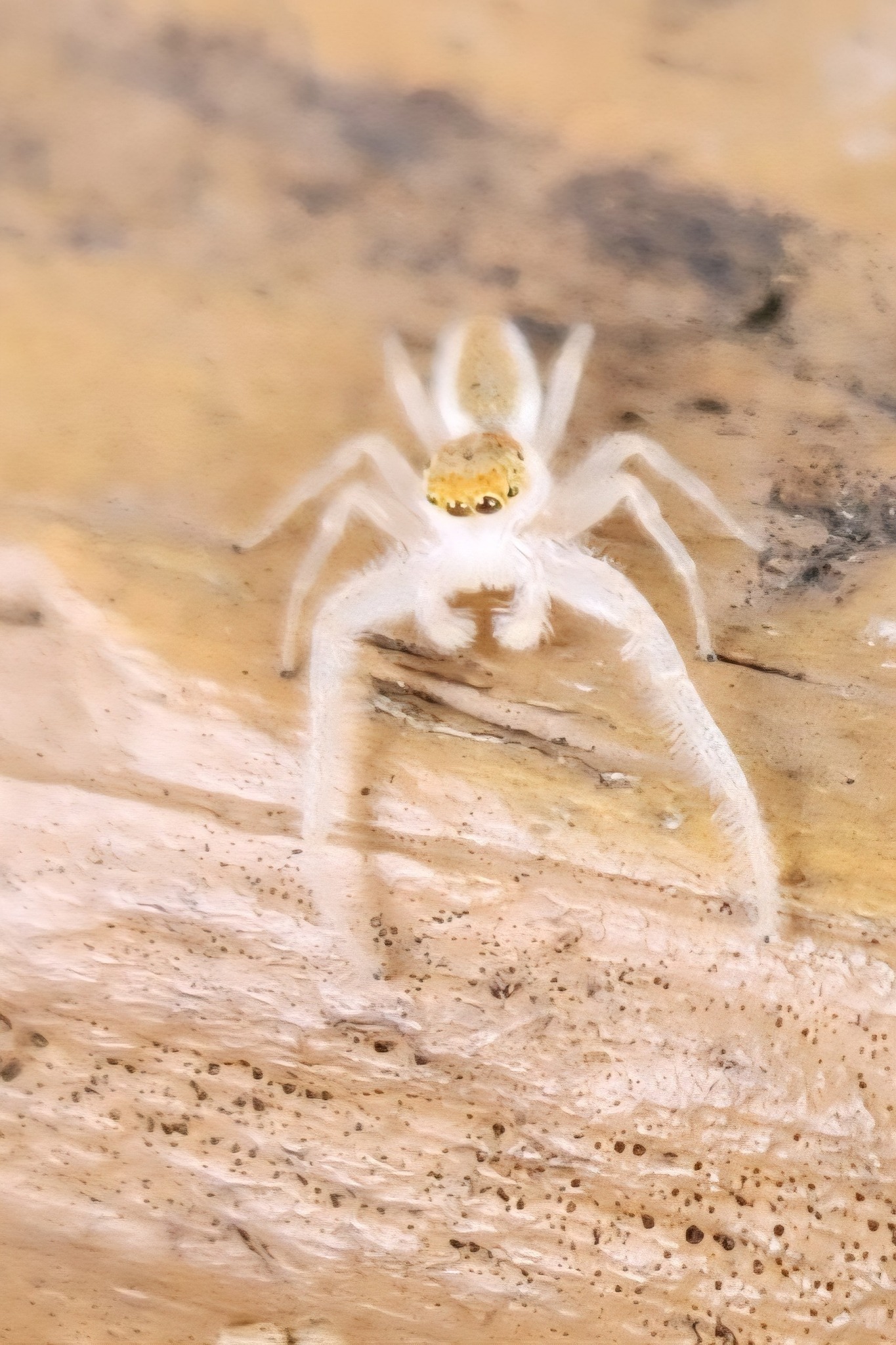 Identifying spiders found in Lee