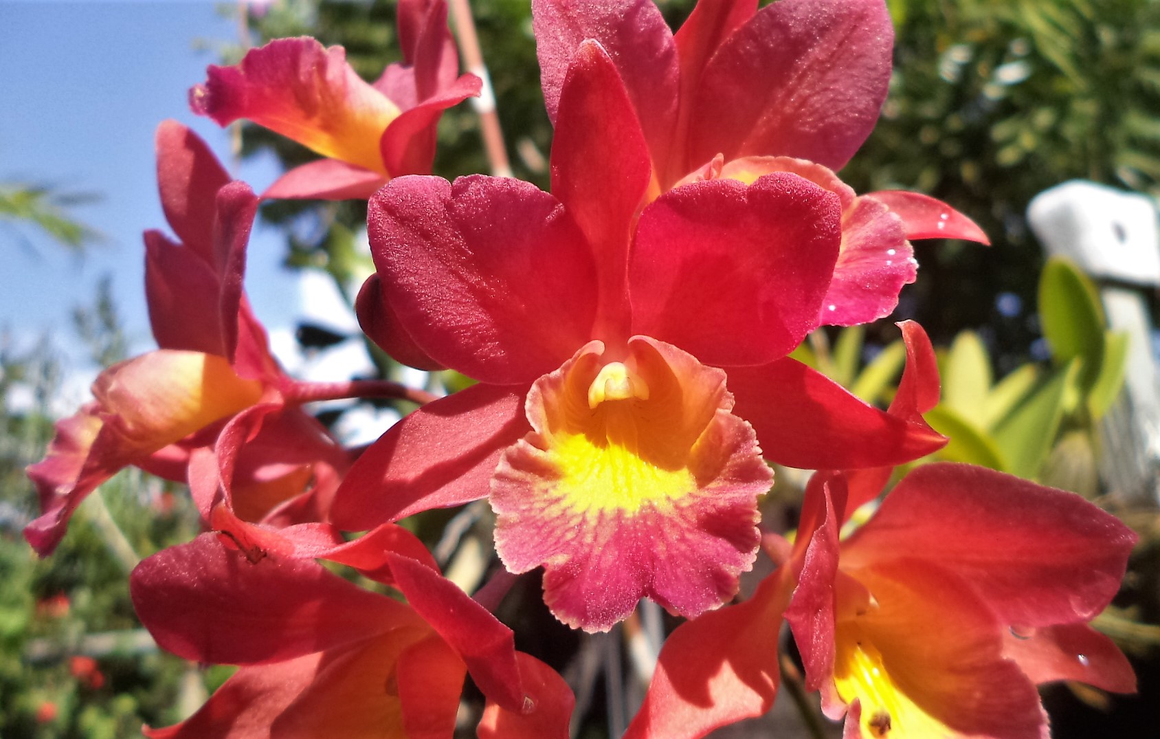 Wittmackia distans bromeliad native to western Jamaica