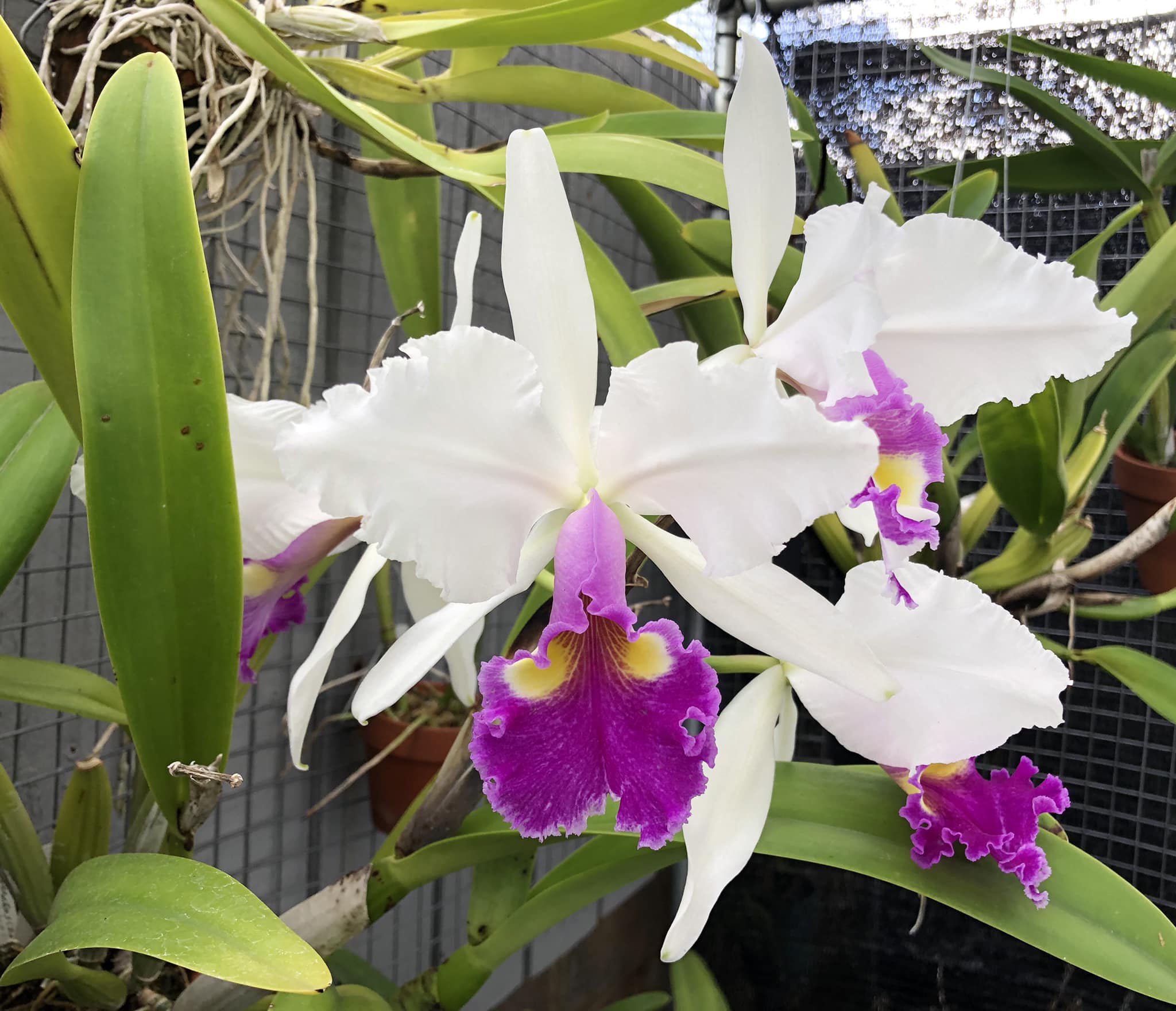 Cattleya warscewiczii semi-alba ('Marjorie' x 'Augusta Victoria')