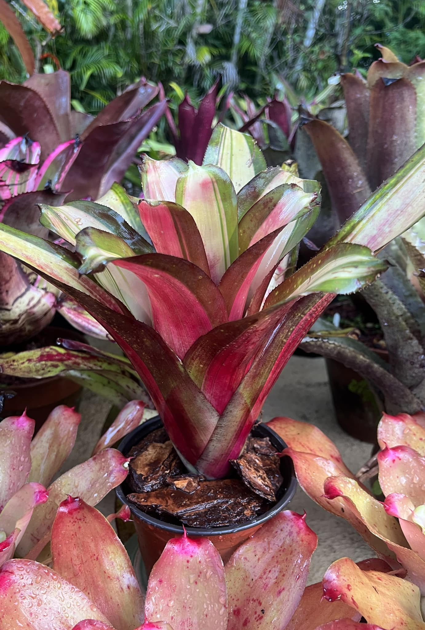 Billbergia Allan Ladd: a stunning bromeliad with bright foliage