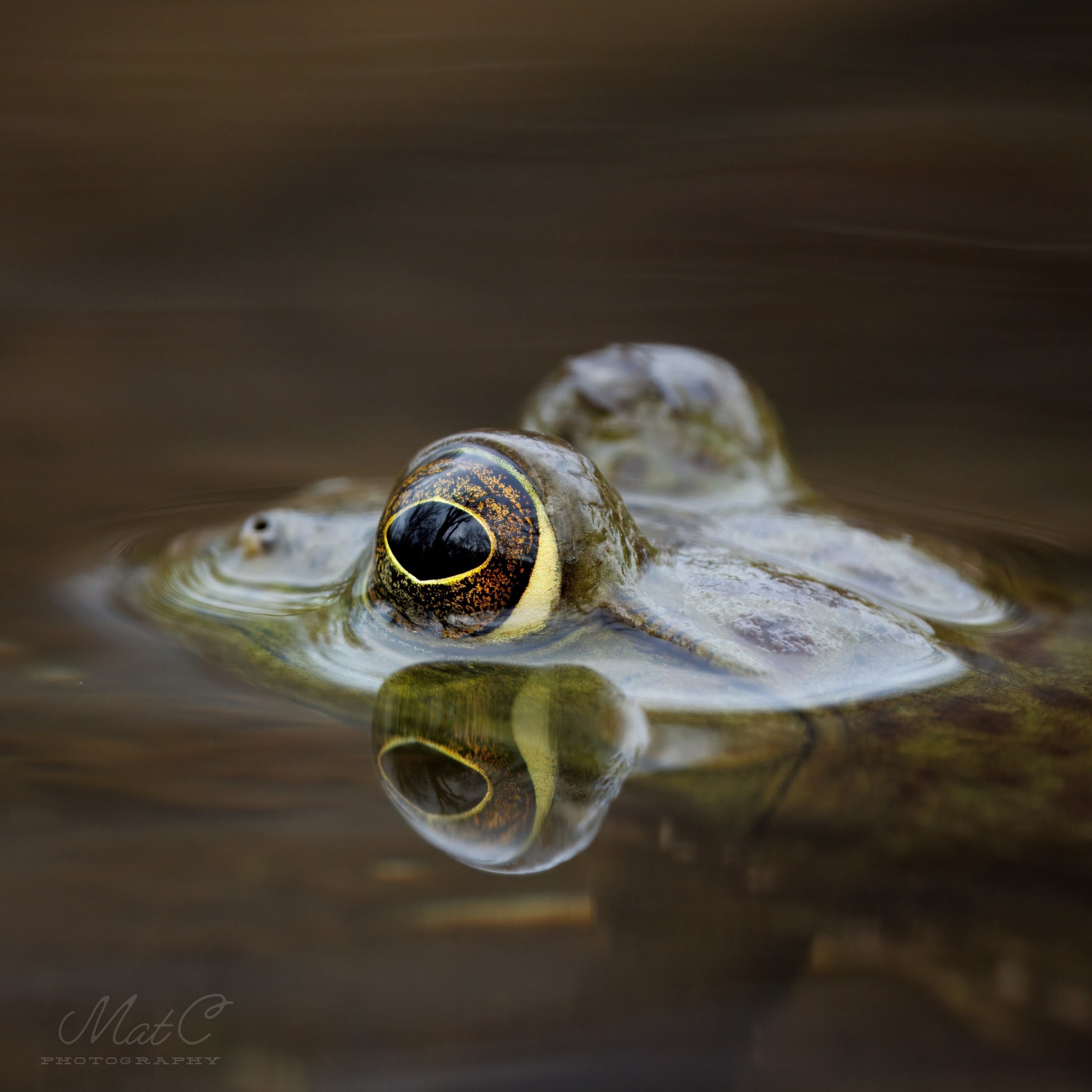 Delicious Family Recipes | A Bullfrog patiently waits just above the ...