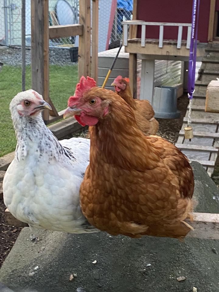 Kenai Peninsula Chickens | Looking for some cool and unique chicken ...