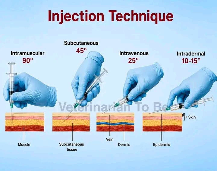 are b12 injections subcutaneous or intramuscular in port st. lucie b12 injections in port st. lucie 5 amino 1mq injection Benefits of B12 Injections for Optimal Health Cyanocobalamin (b12) Injection 2,000 mcg/mL