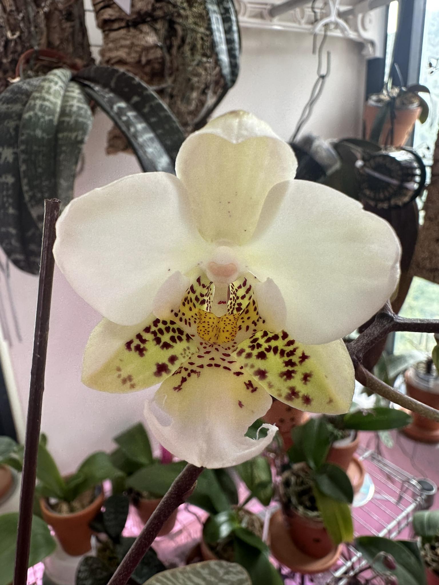 Phalaenopsis stuartiana x sib #靜靜養蘭