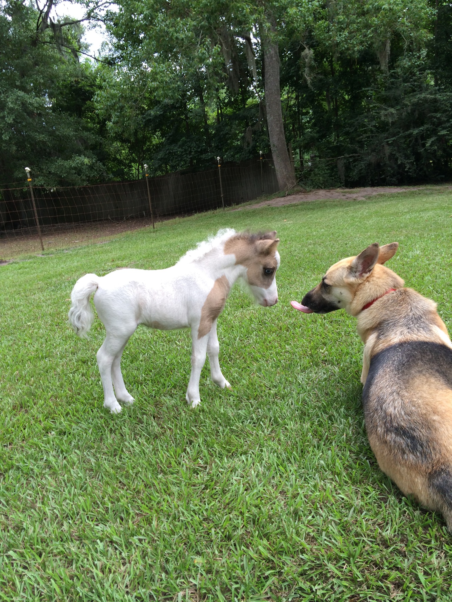 Oklahoma Miniature Horse Club, Inc OMHCI | Facebook