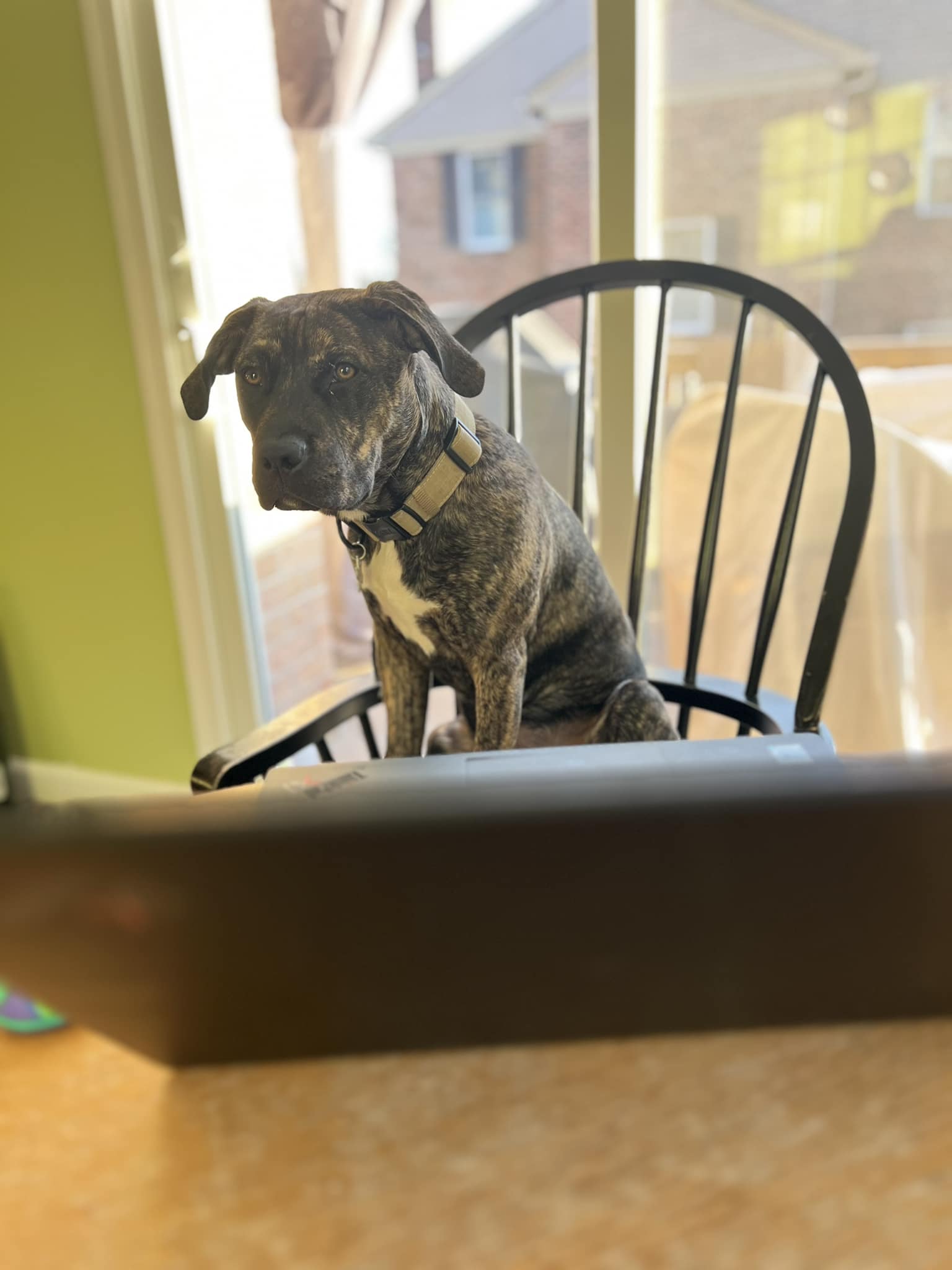 View of Dog Behavior and Training Tips | Hi all! I just wanted to introduce ...