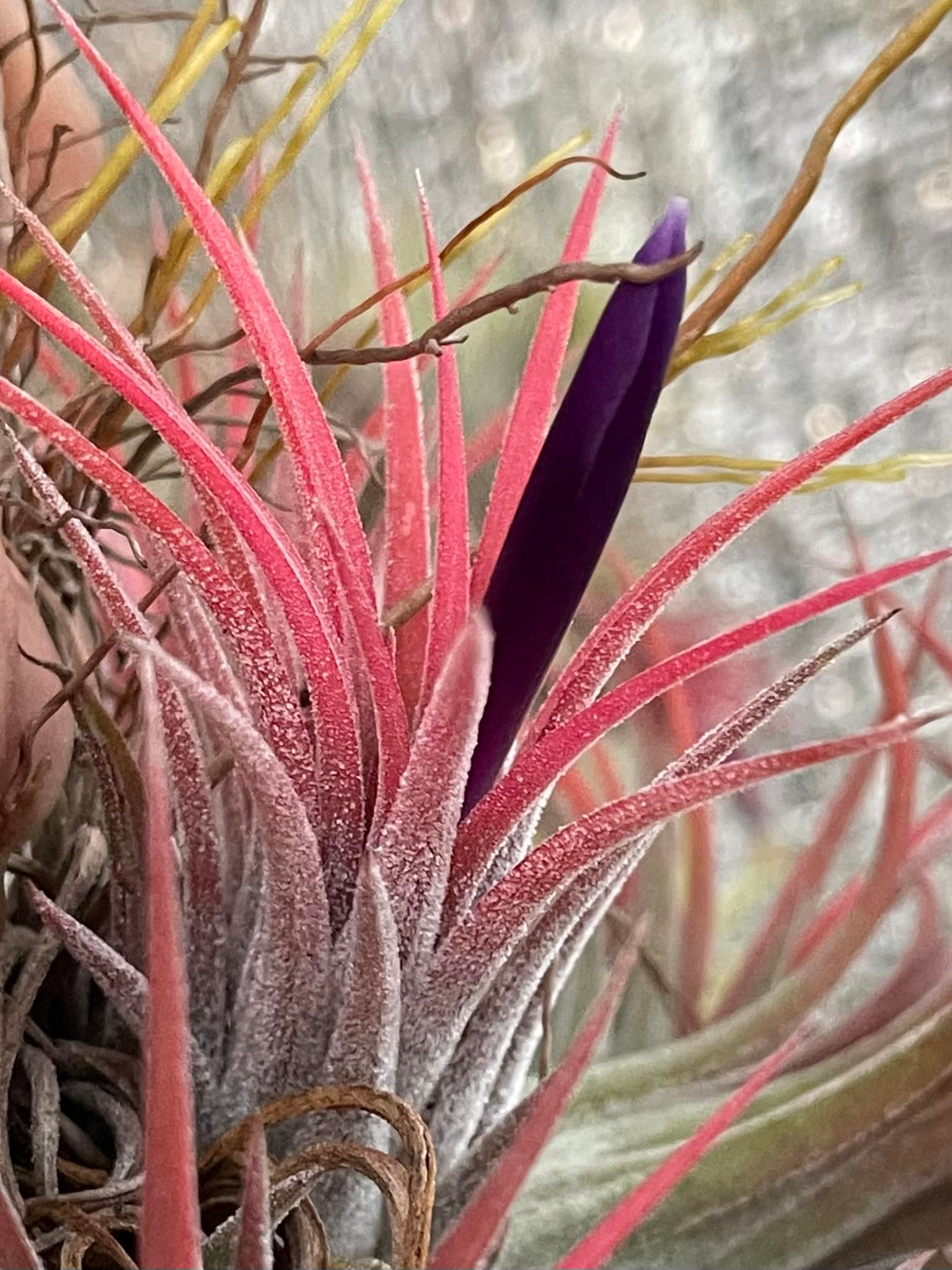 Tillandsia ionantha Apretado BRT grown from seed