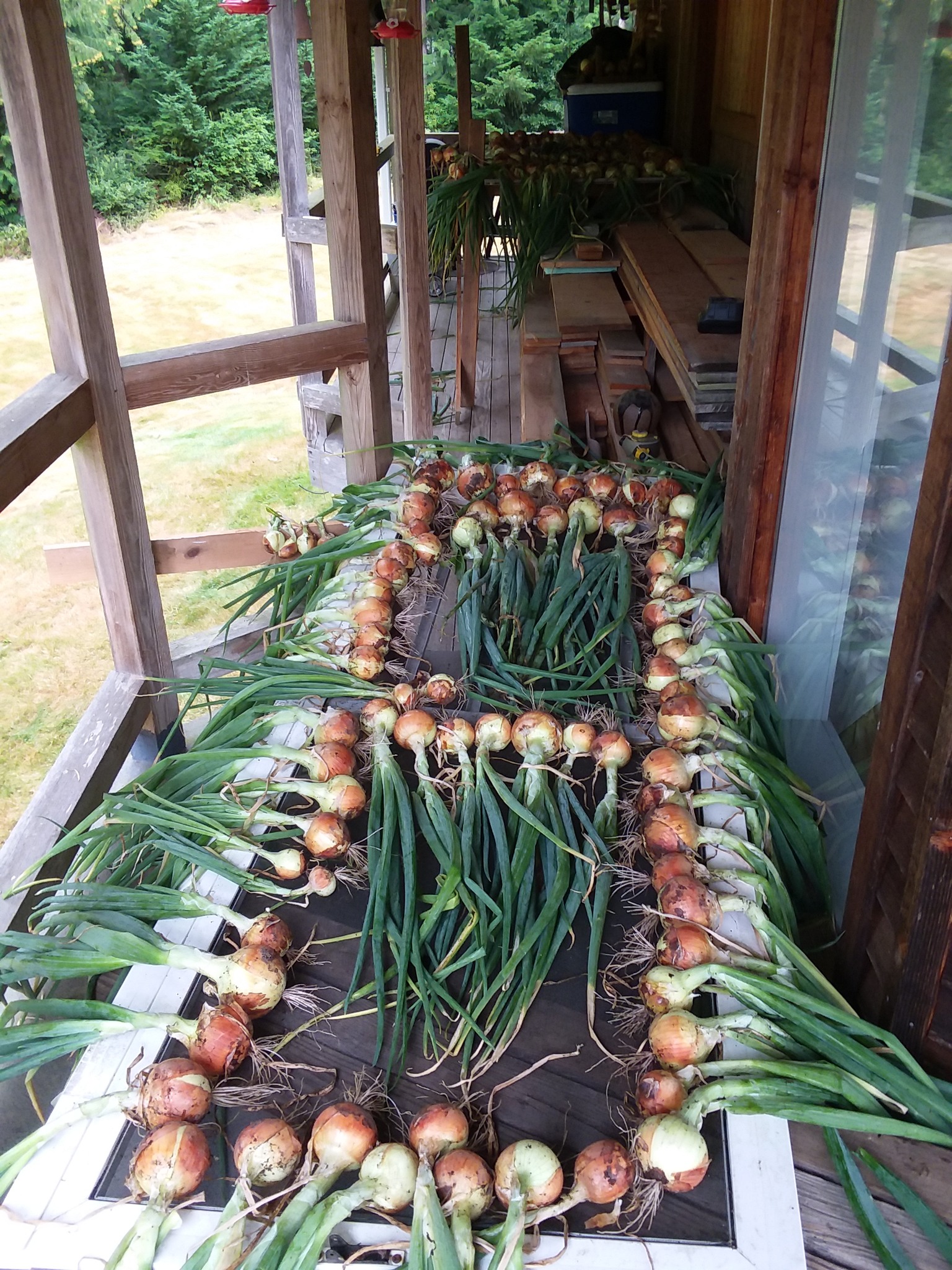 Onions drying on the porch for winter storage