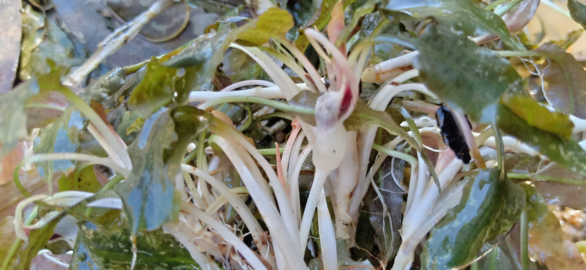 Cryptocoryne species found in Masbate
