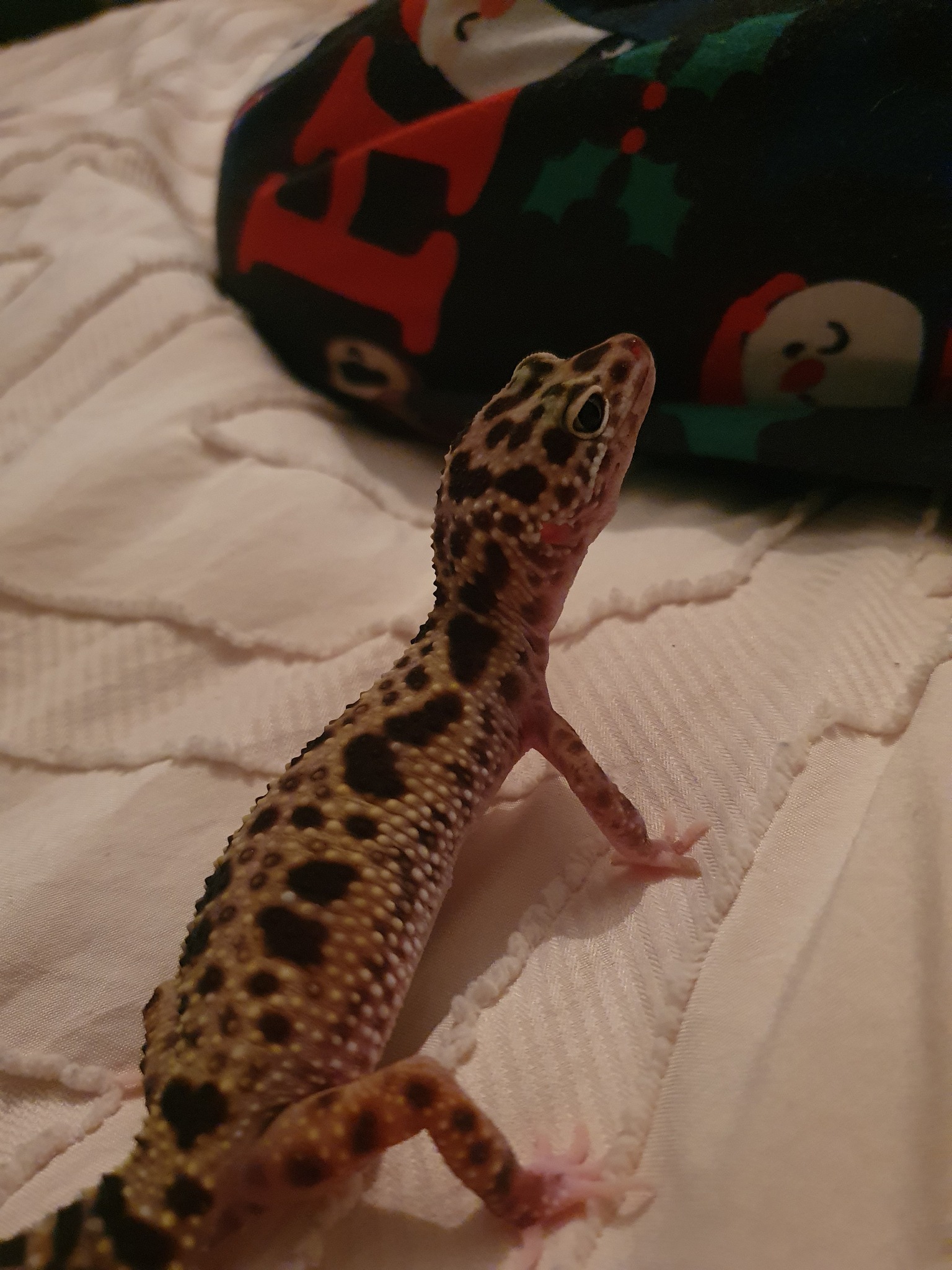 Hi, thanks for the add. Just want to introduce you to our two 