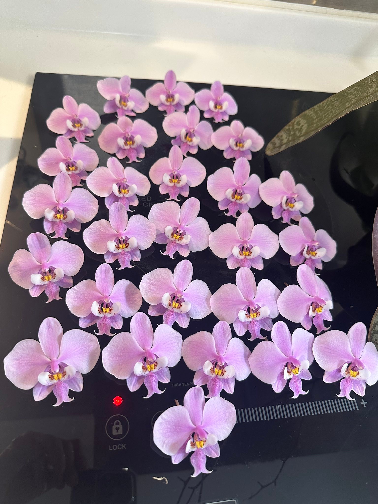 Phalaenopsis schilleriana orchid species