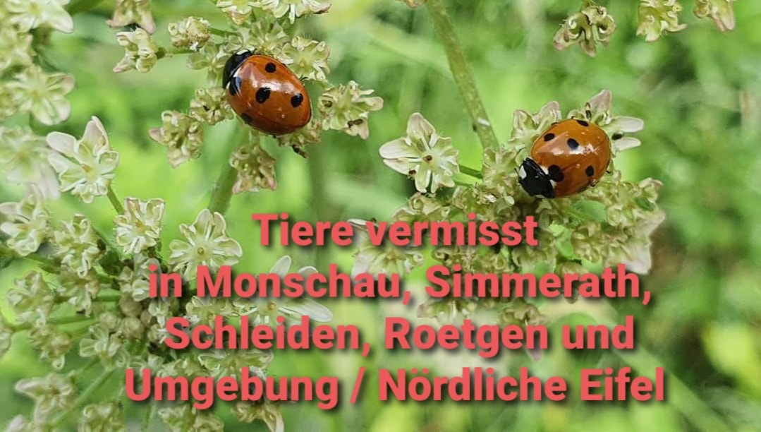 Unser Charlie Border Collie ist entlaufen Simmerath Steckenborn ...