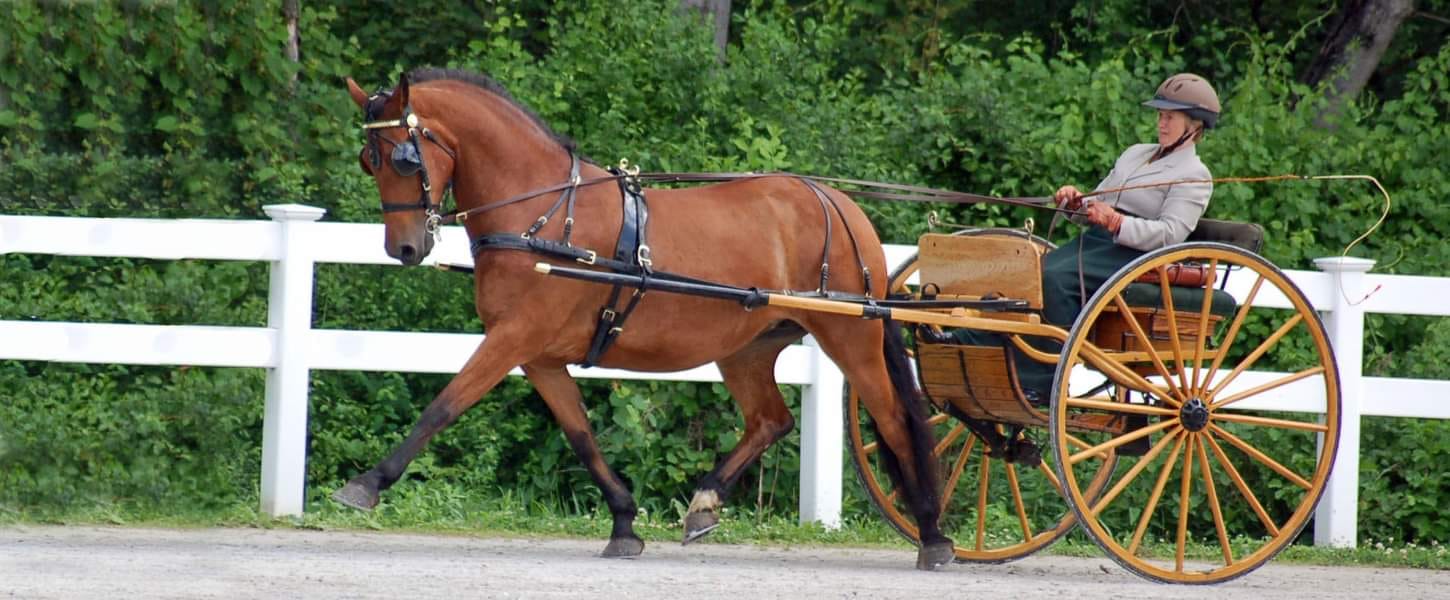 Cindy - Decided to post a photo of one of our favorite mares. Am ...