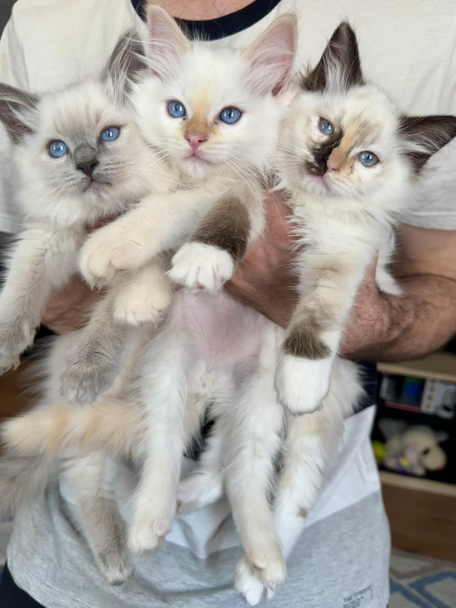 Fluffy Family Ragdolls | Spencer MA