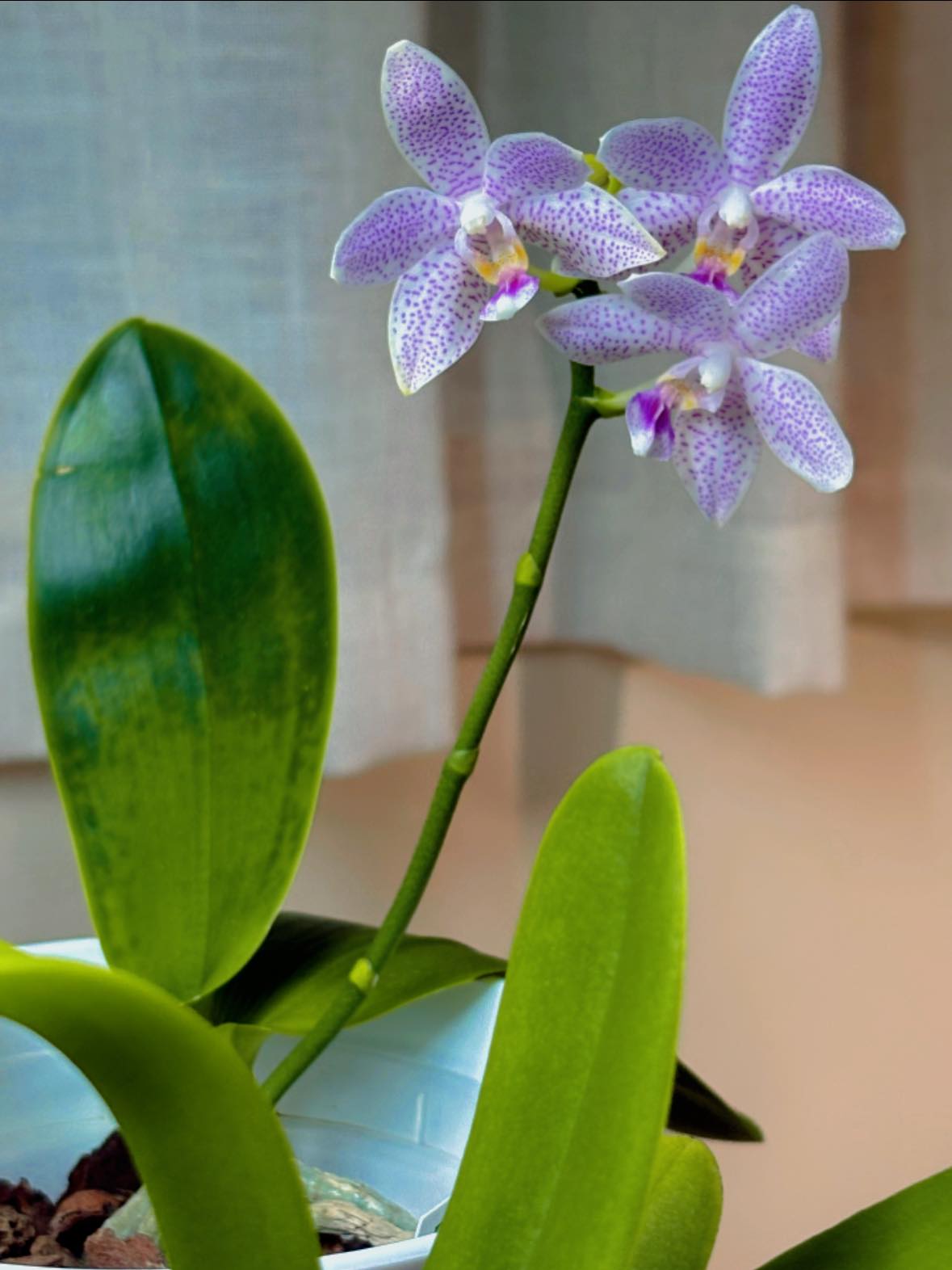 Phal. Jamboree Blossom x Phal. Lioulin Blue Parrot