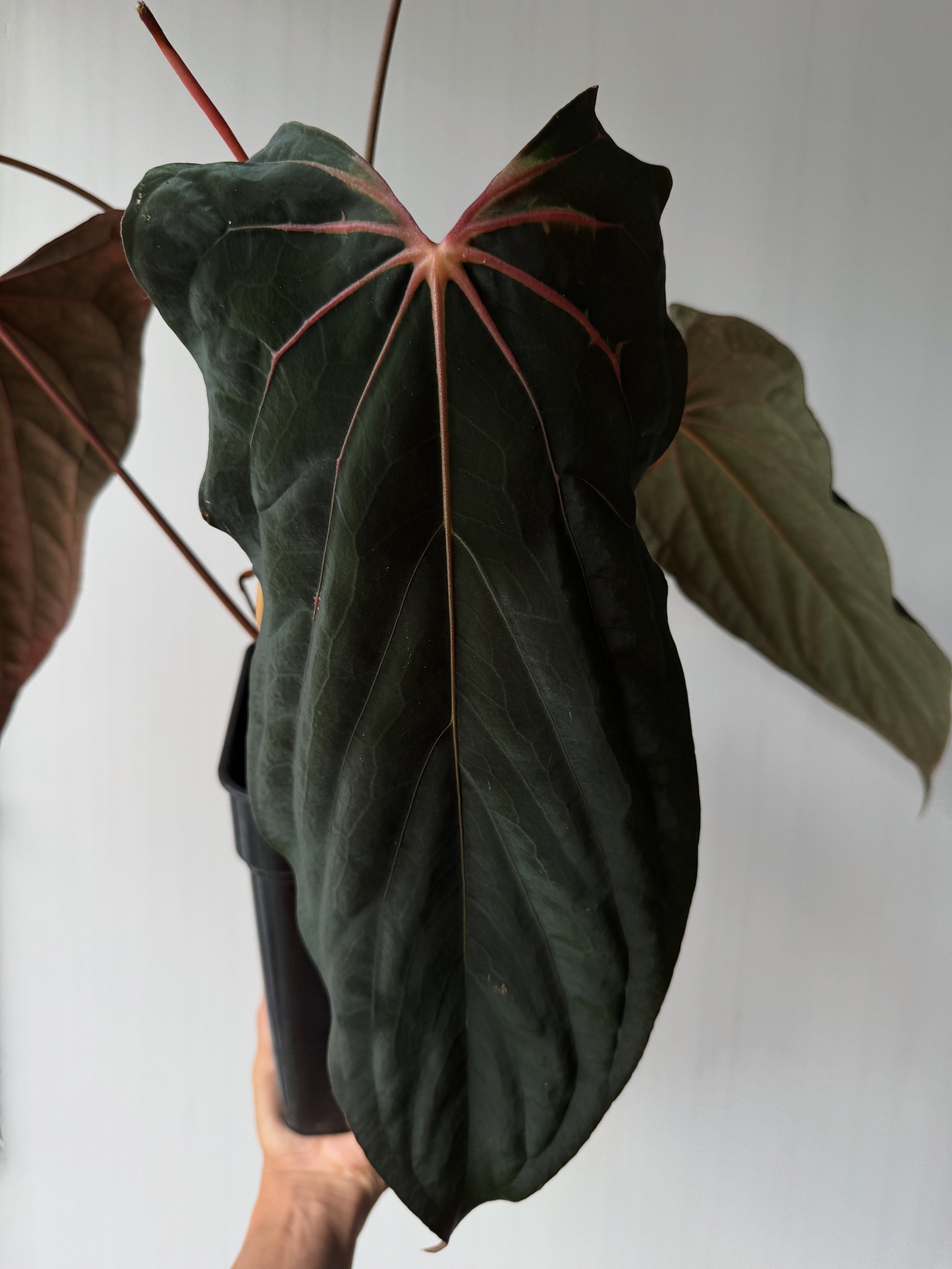 Anthurium RVDP x Ralph Lynam??