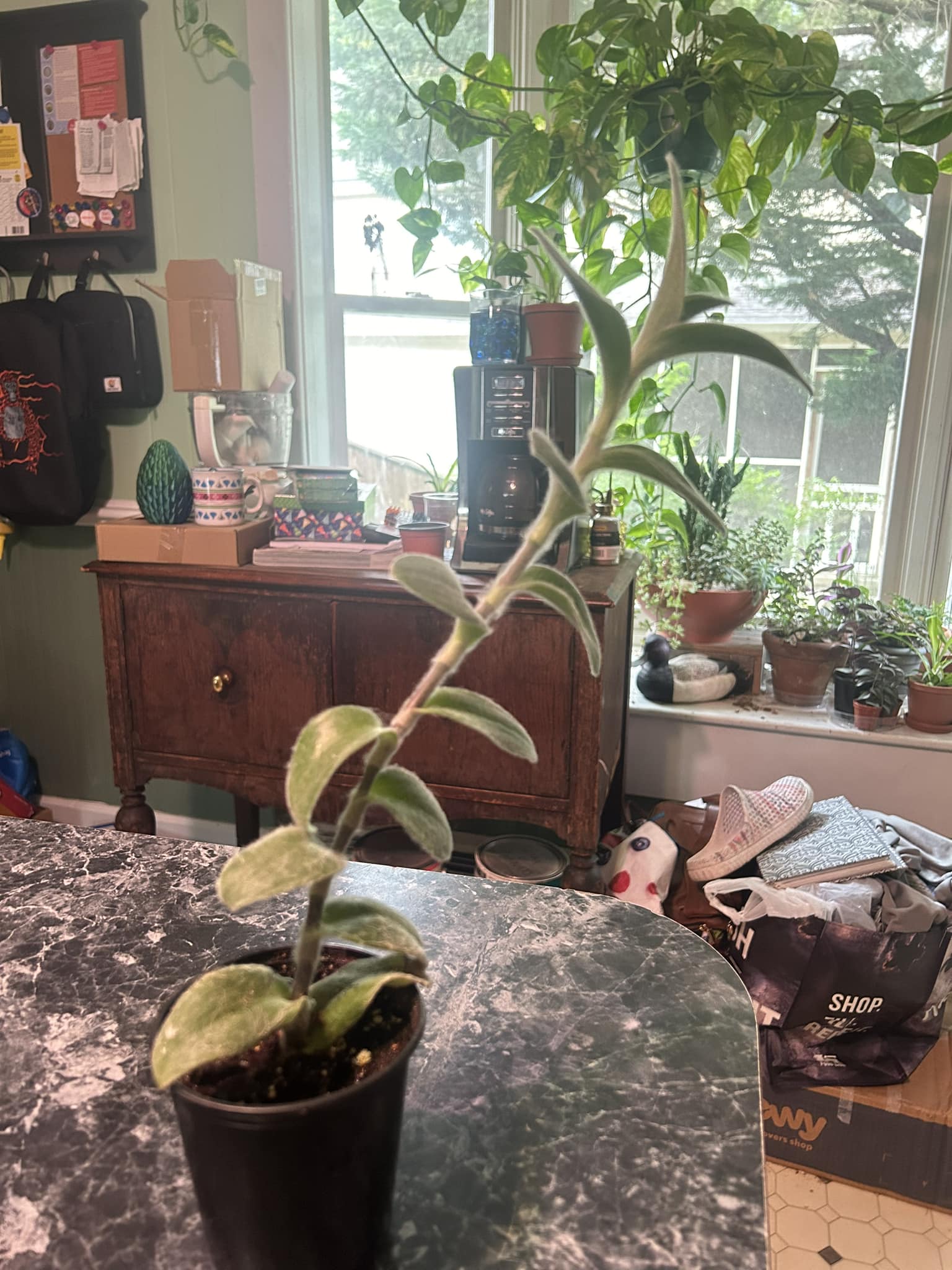 What is this fuzzy leaf plant and how to care for it?
