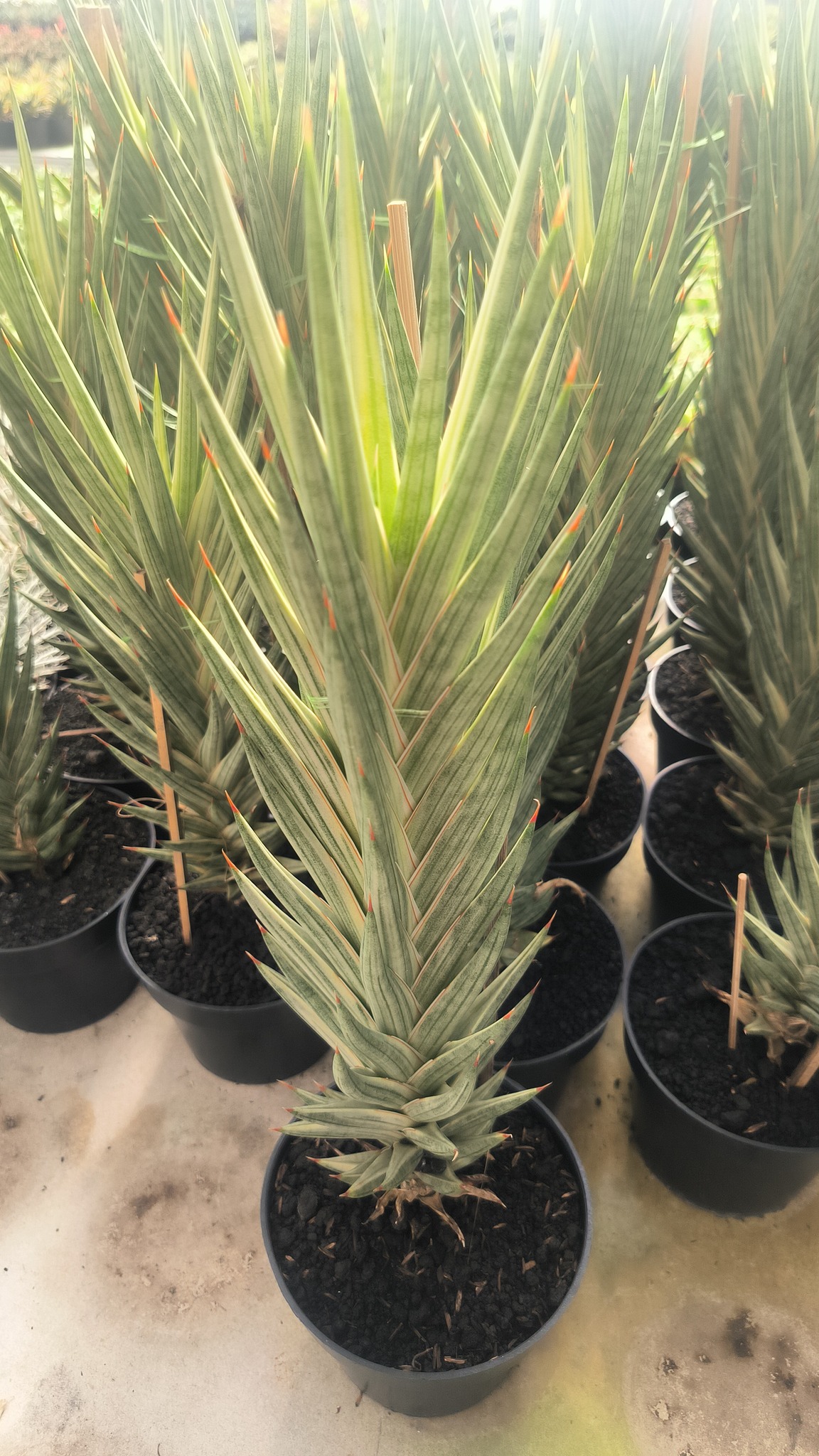 Sansevieria mafinga 'km.10 white variegated'