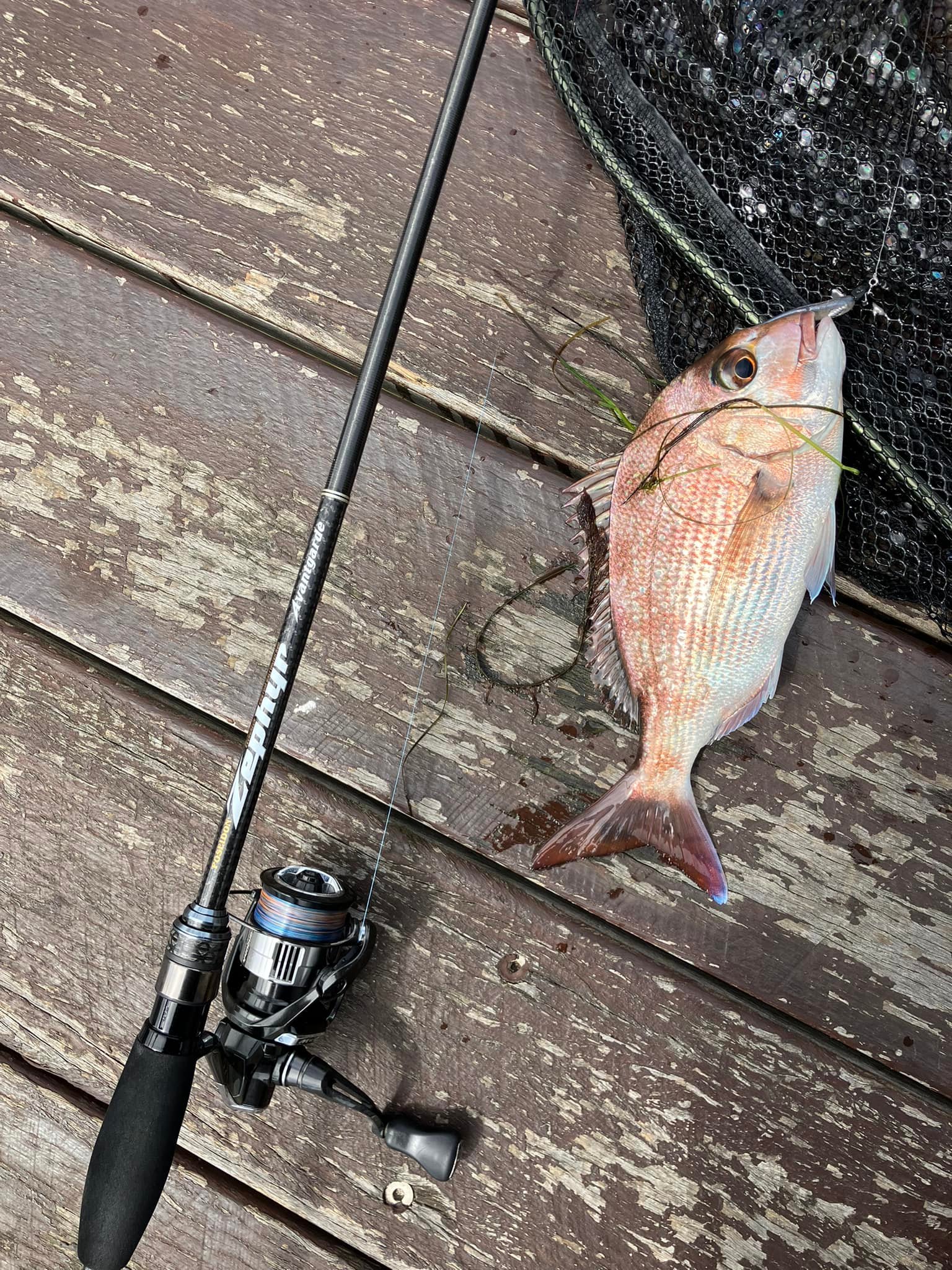 Catching fish with Evergreen Zephyr Avant Garde rod