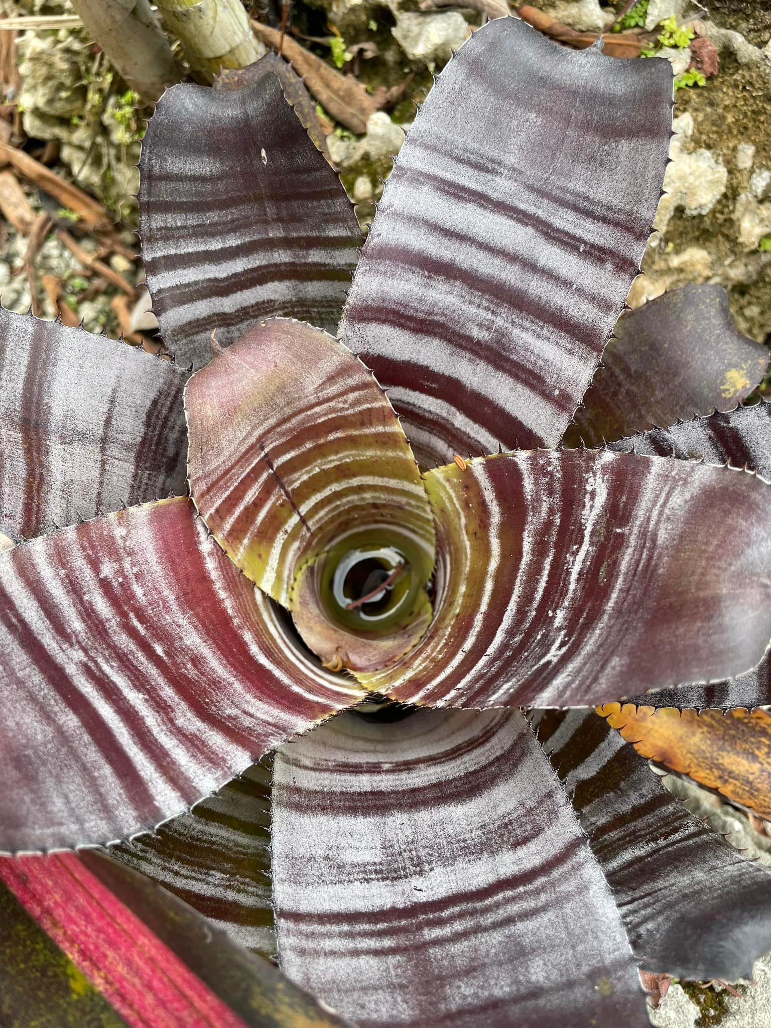 Aechmea Skotak's 'Black Chantinii'