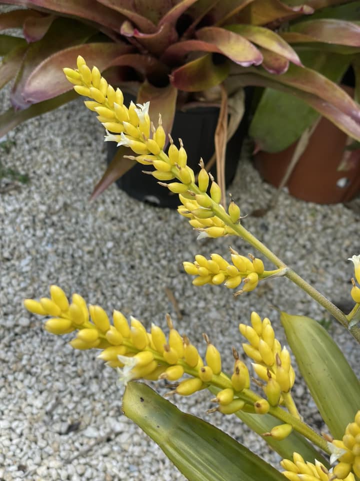 Wittmackia distans bromeliad native to western Jamaica