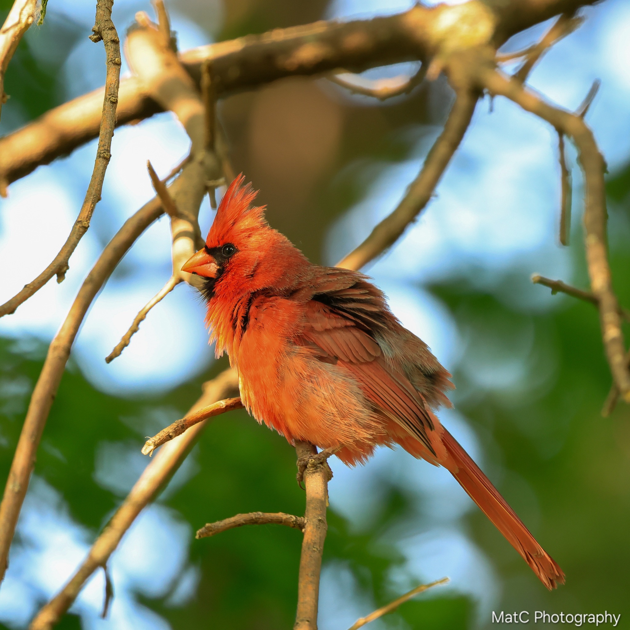 Mat - A Beautilful Northern Cardinal does a feather fluff as it soaks ...