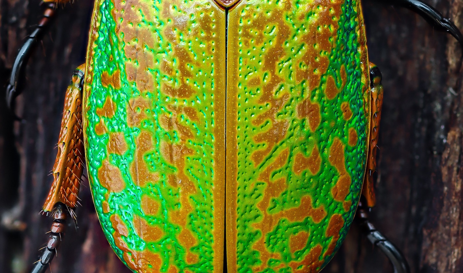 Chrysina spectabilis jewel scarab found in Honduras