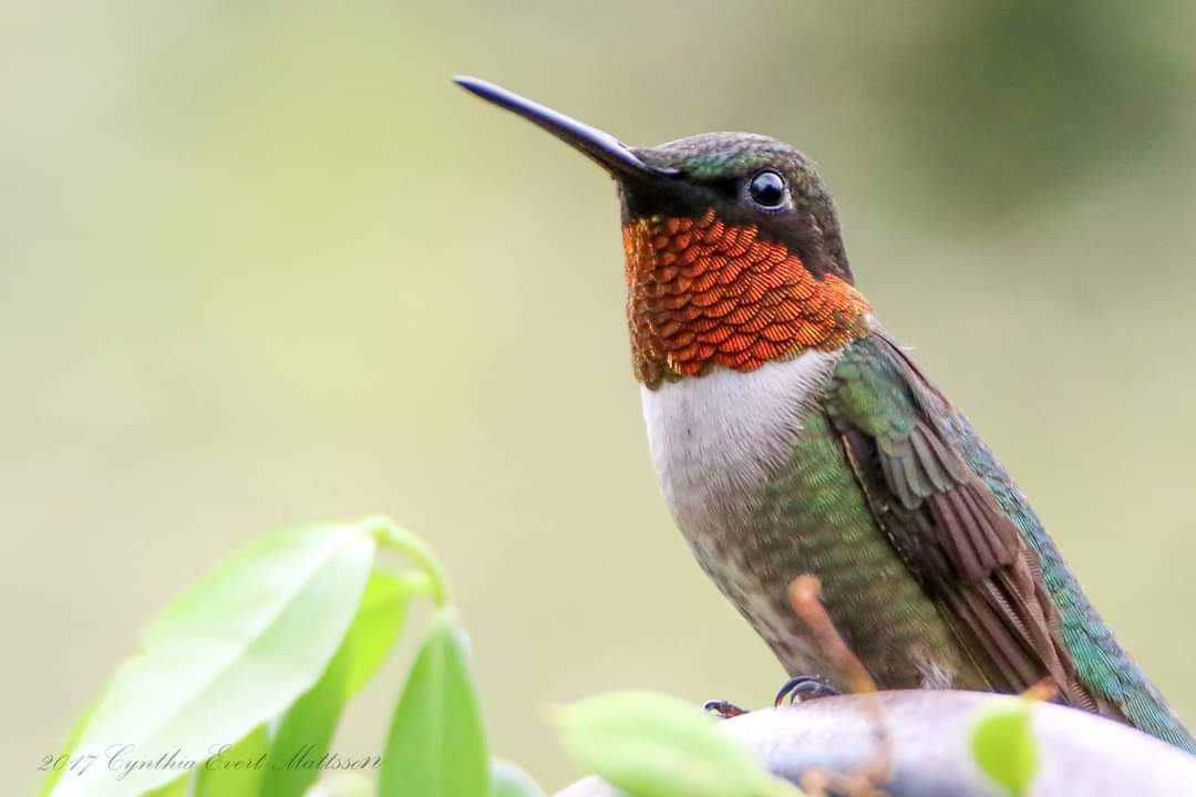 We Love Hummingbirds Community | Thanks for approving me to join the ...