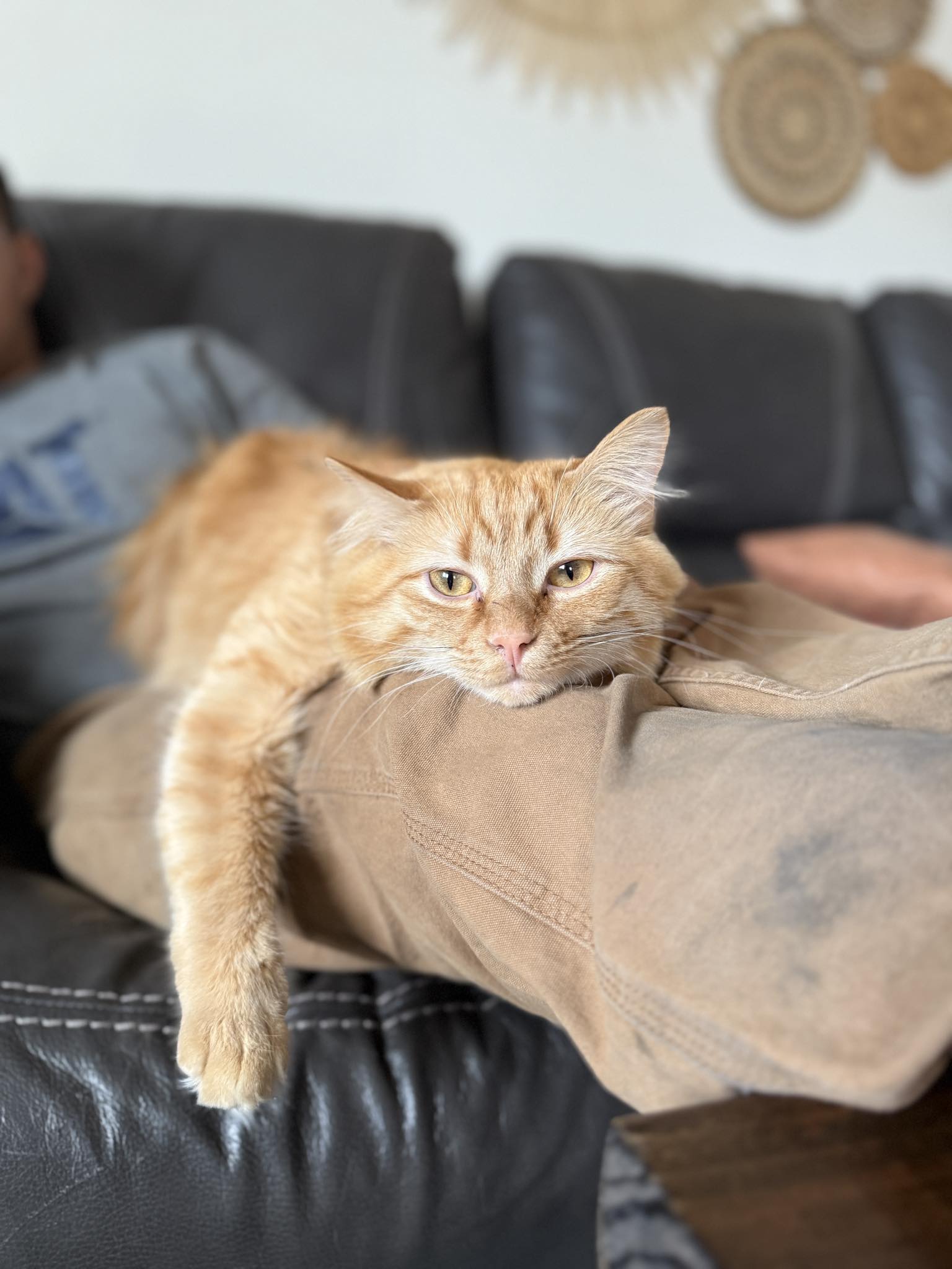 Does Wet Cat Food Cause Diarrhea? Uncover the Truth