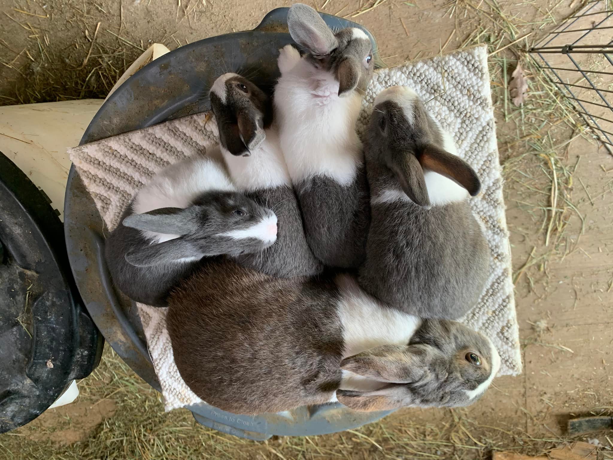 Washington County Rabbit Breeders Association | Facebook